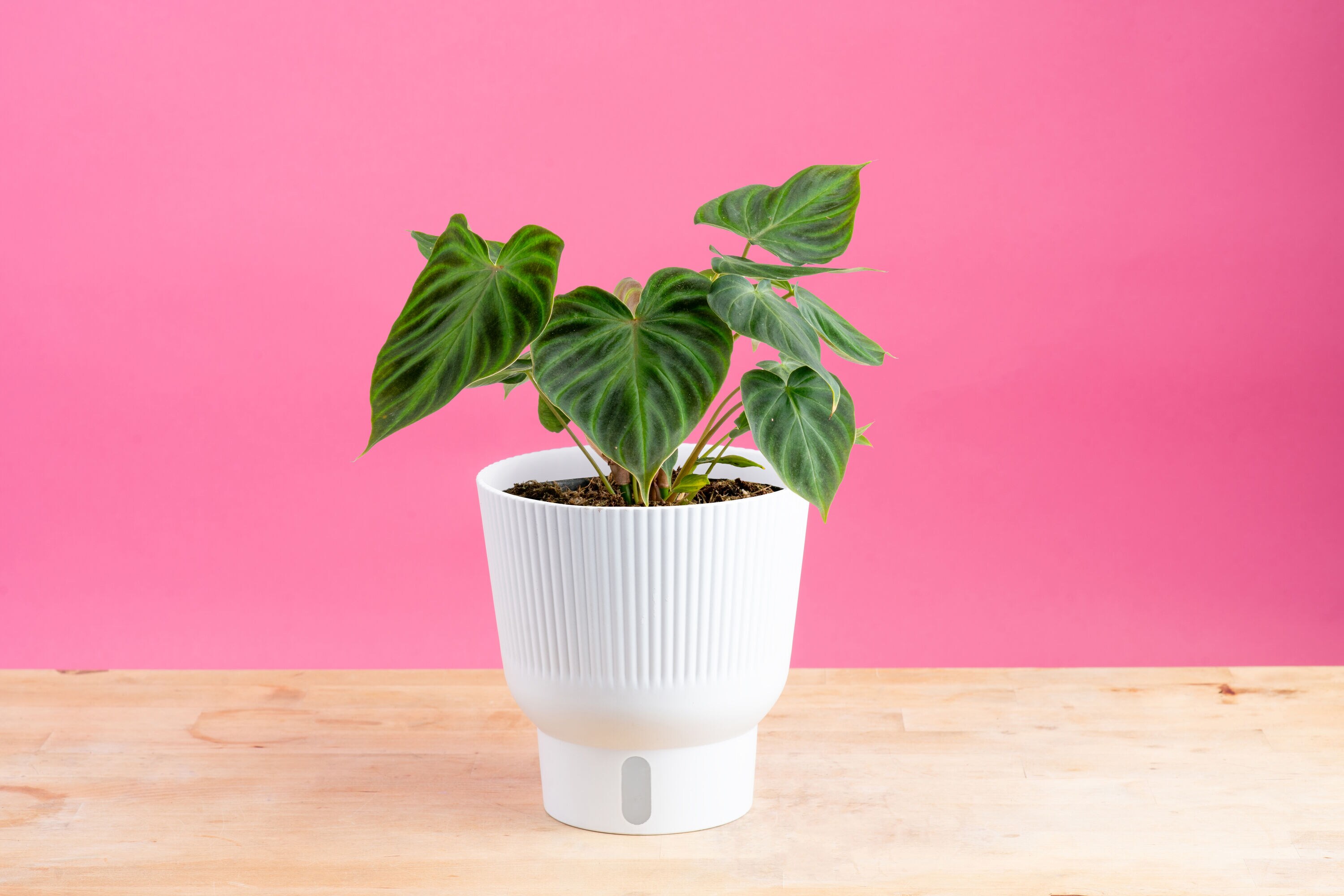 Costa Farms 6011331 hseplants - View #2