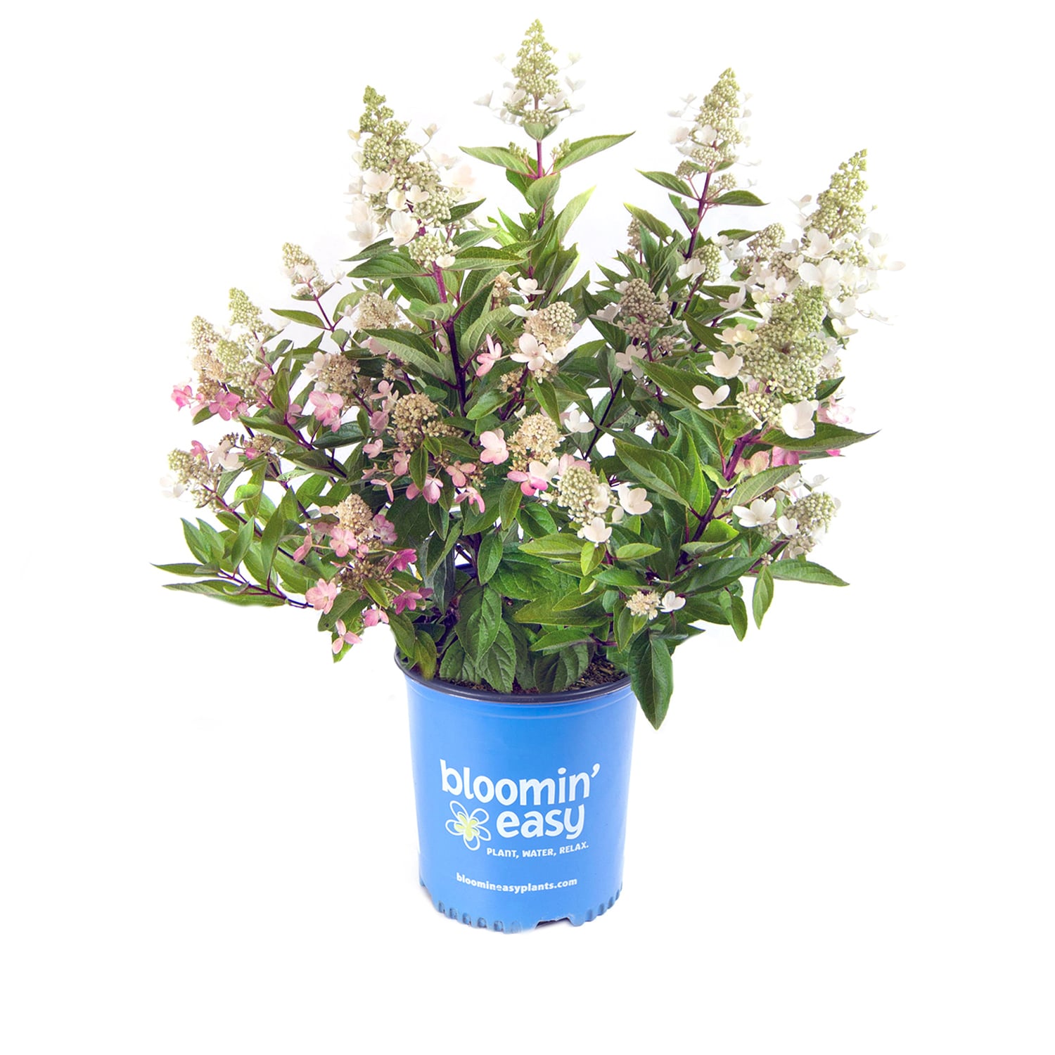 Direct Gardening - 2 -Gallon Flowering Flare Hydrangea Deciduous Flowering Shrub with Pink Blooms...