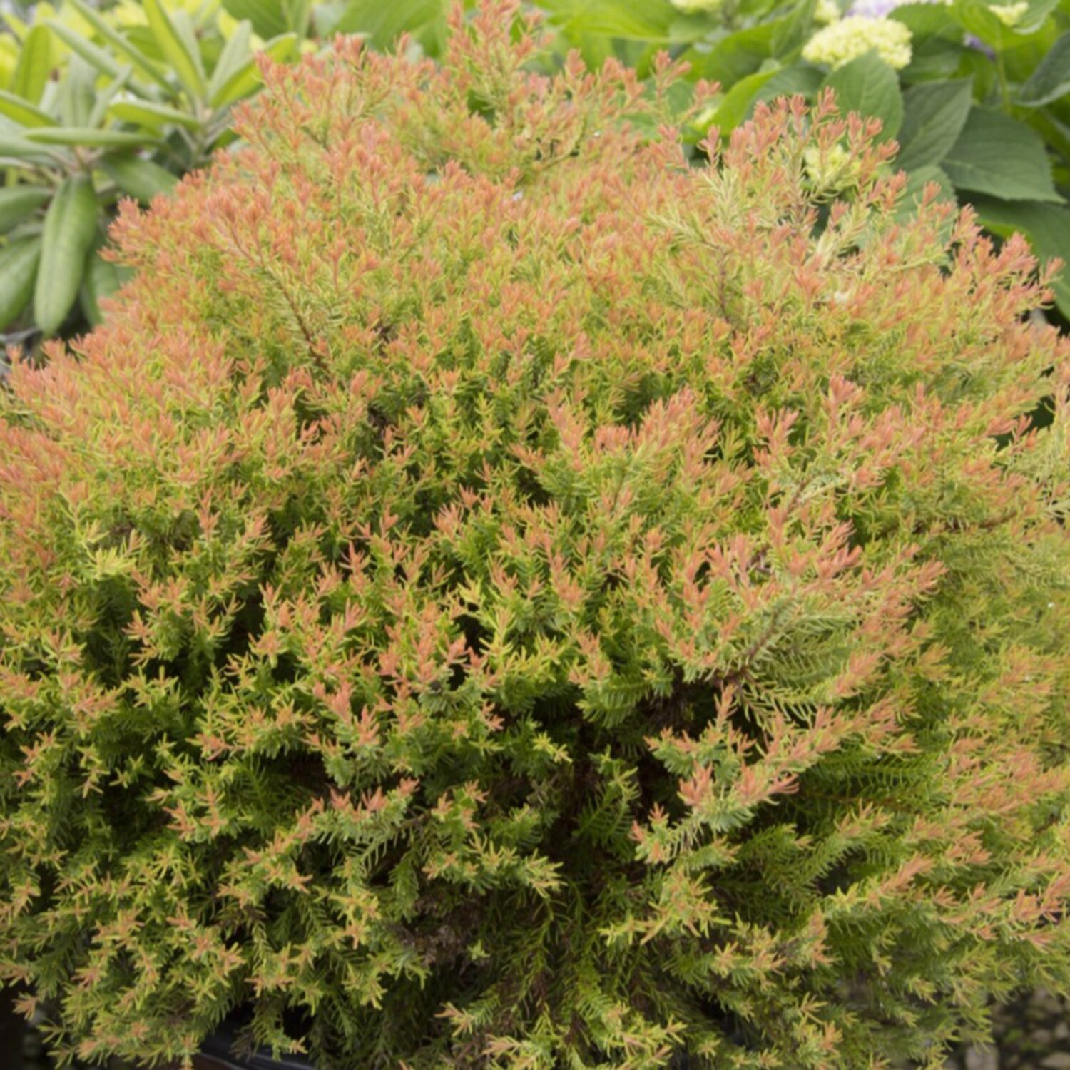Southern Living Plant Collection 5529Q-1 shrubs - View #8