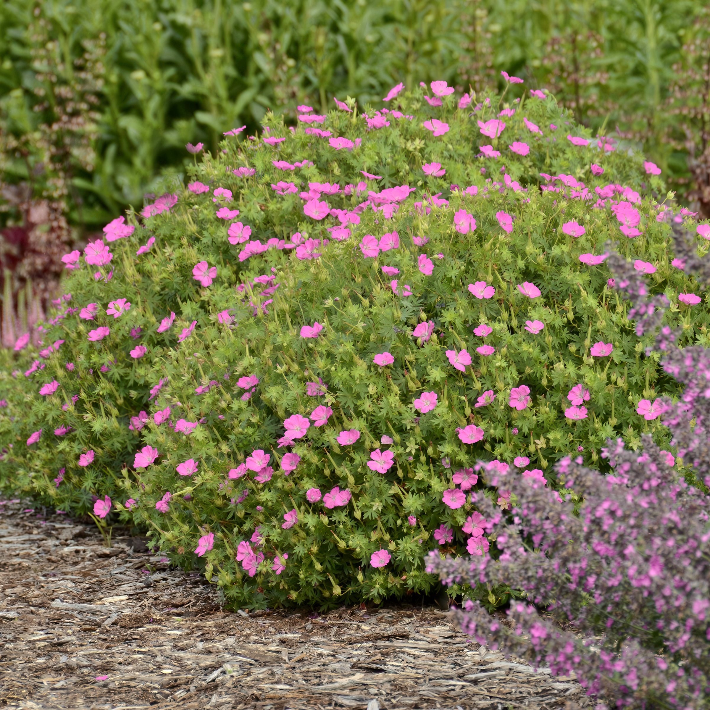 National Plant Network LW1980 perennials - View #7