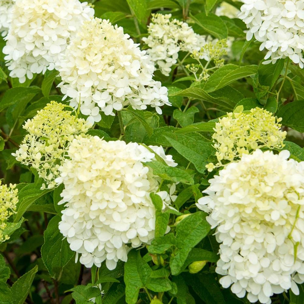 Spring Hill Nurseries White 4-in Proven Winners Limelight Hydrangea ...