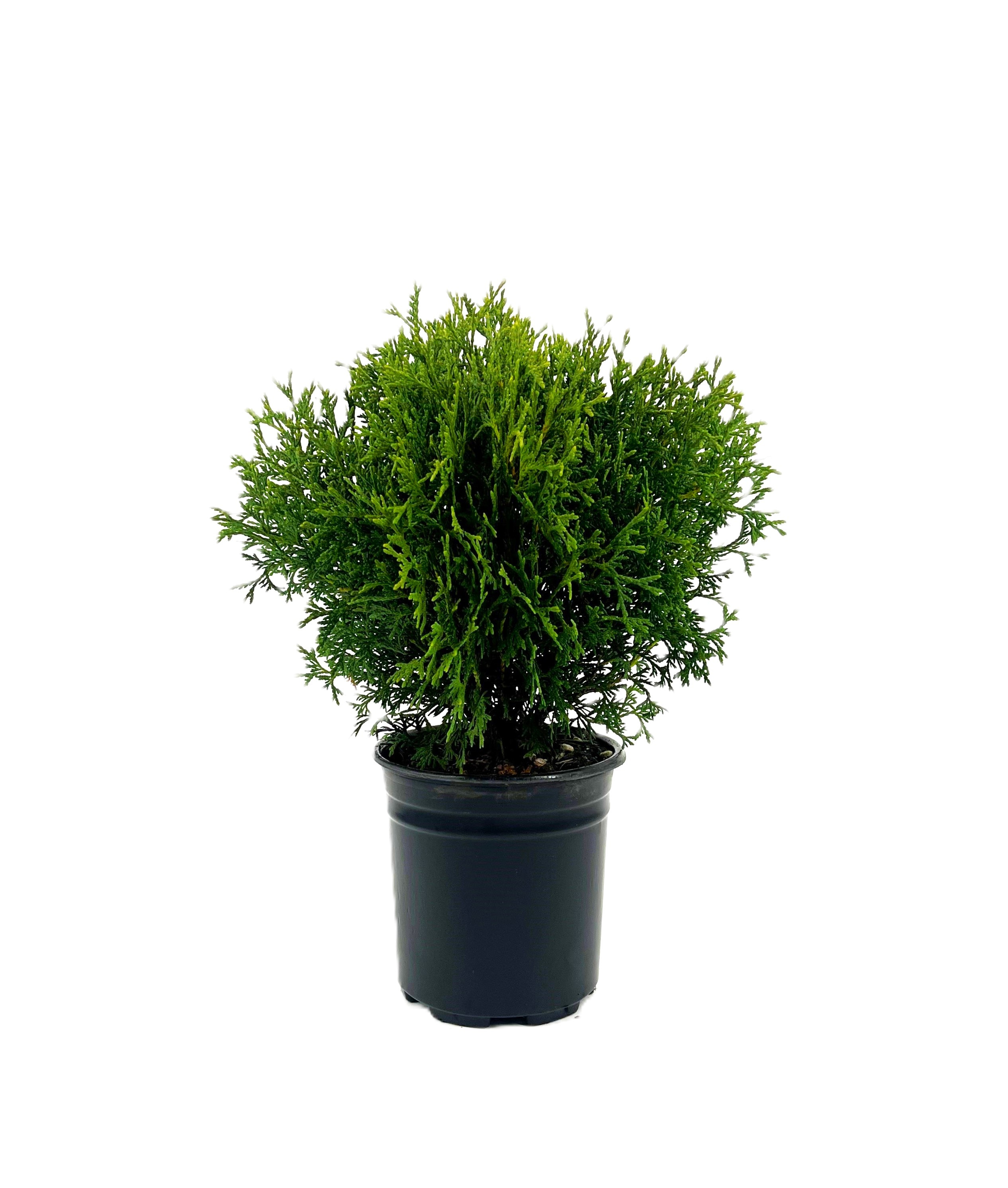  O882501 Little Giant Arborvitae Accent Shrub in 2.5 -Quart Pot 1 -Pack