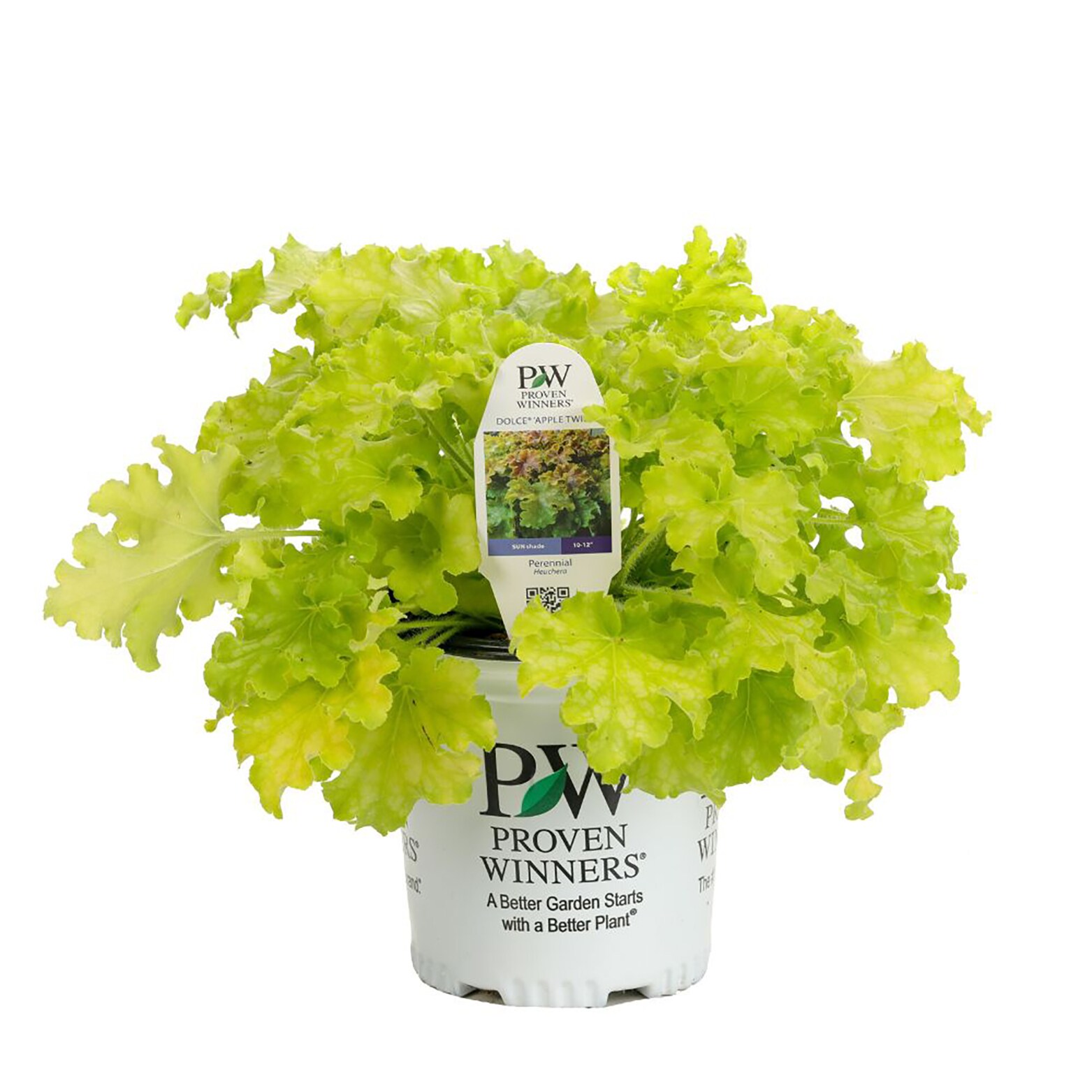 Proven Winners HEUPWP2127103 perennials - View #2