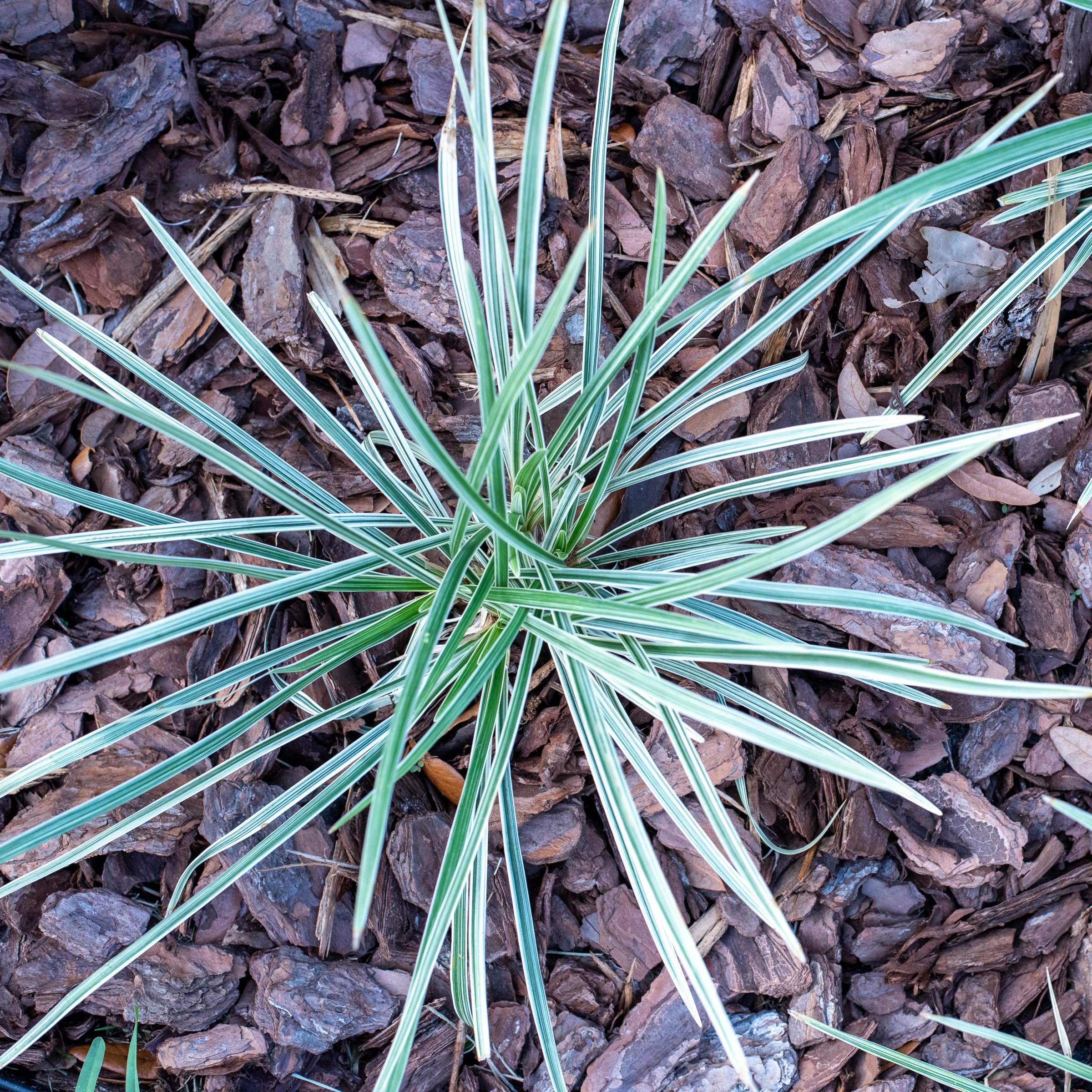 National Plant Network LW3465 perennials - View #4