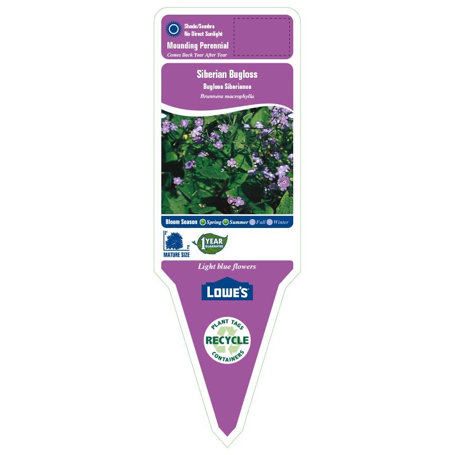 Lowe's Boston Ivy (L5318) in the Vines department at