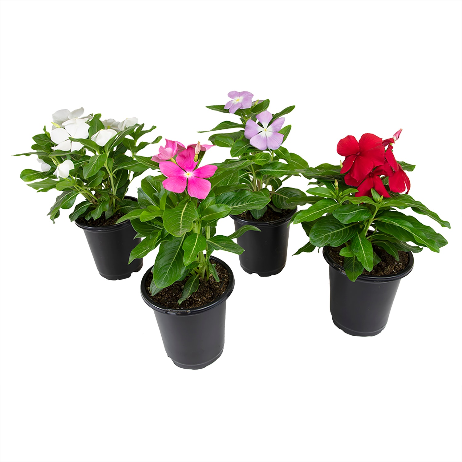 Altman Plants Multicolor Madagascar Periwinkle in 1.3-Pint Pot 4-Pack ...