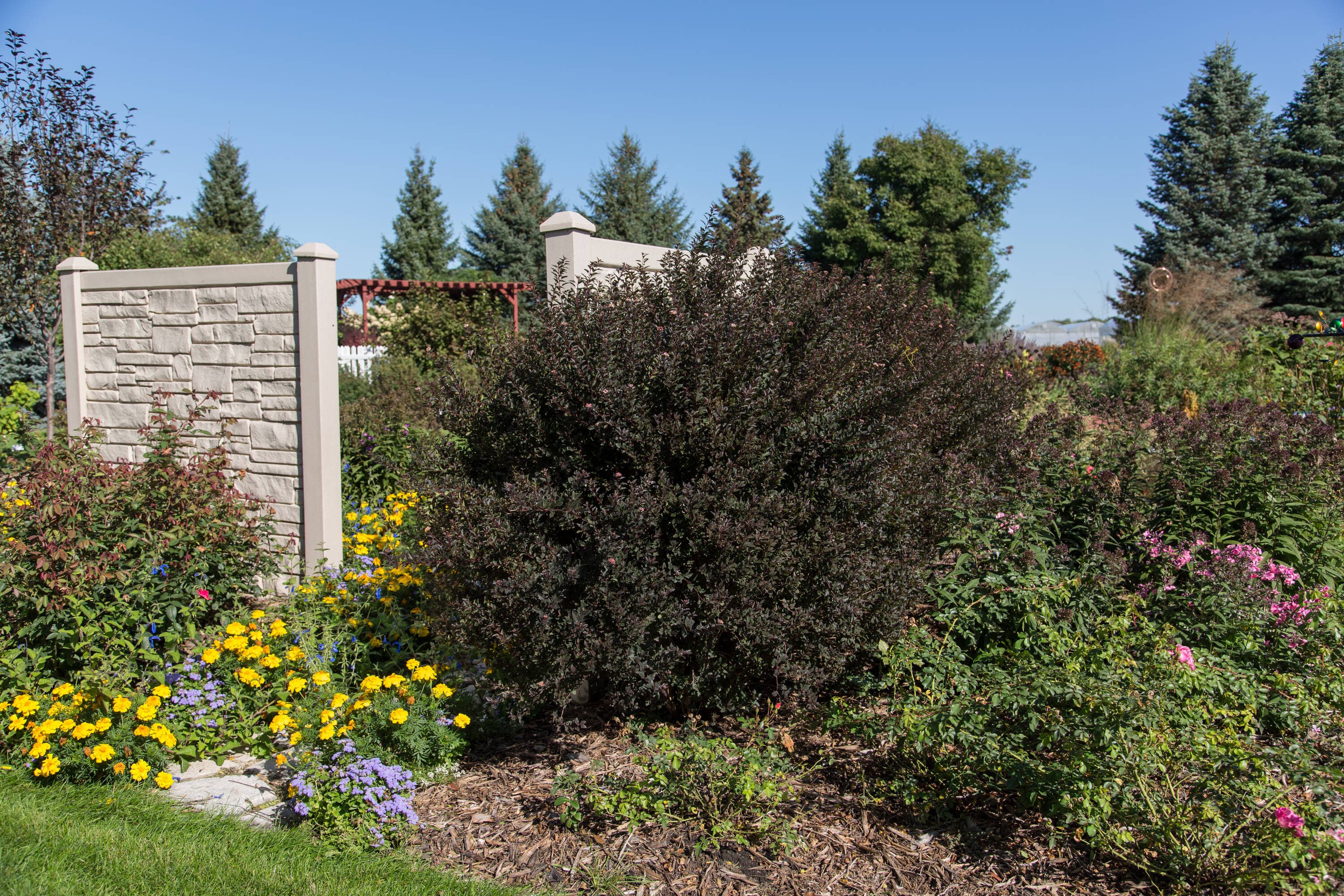 Lowe's NURSERY shrubs - View #4
