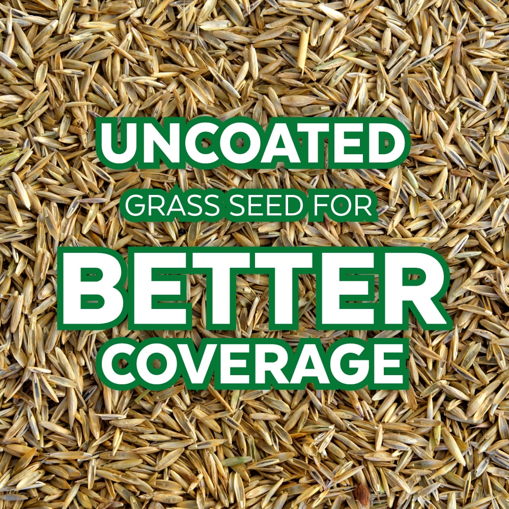 Mountain View Seeds 115560 Grass-Seed - View #5
