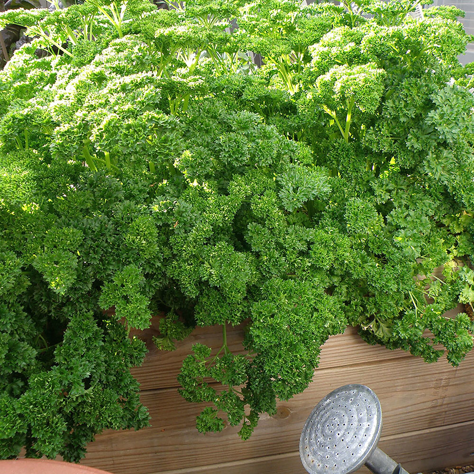 Bonnie Plants 49-710604 Herb-Plants - View #4