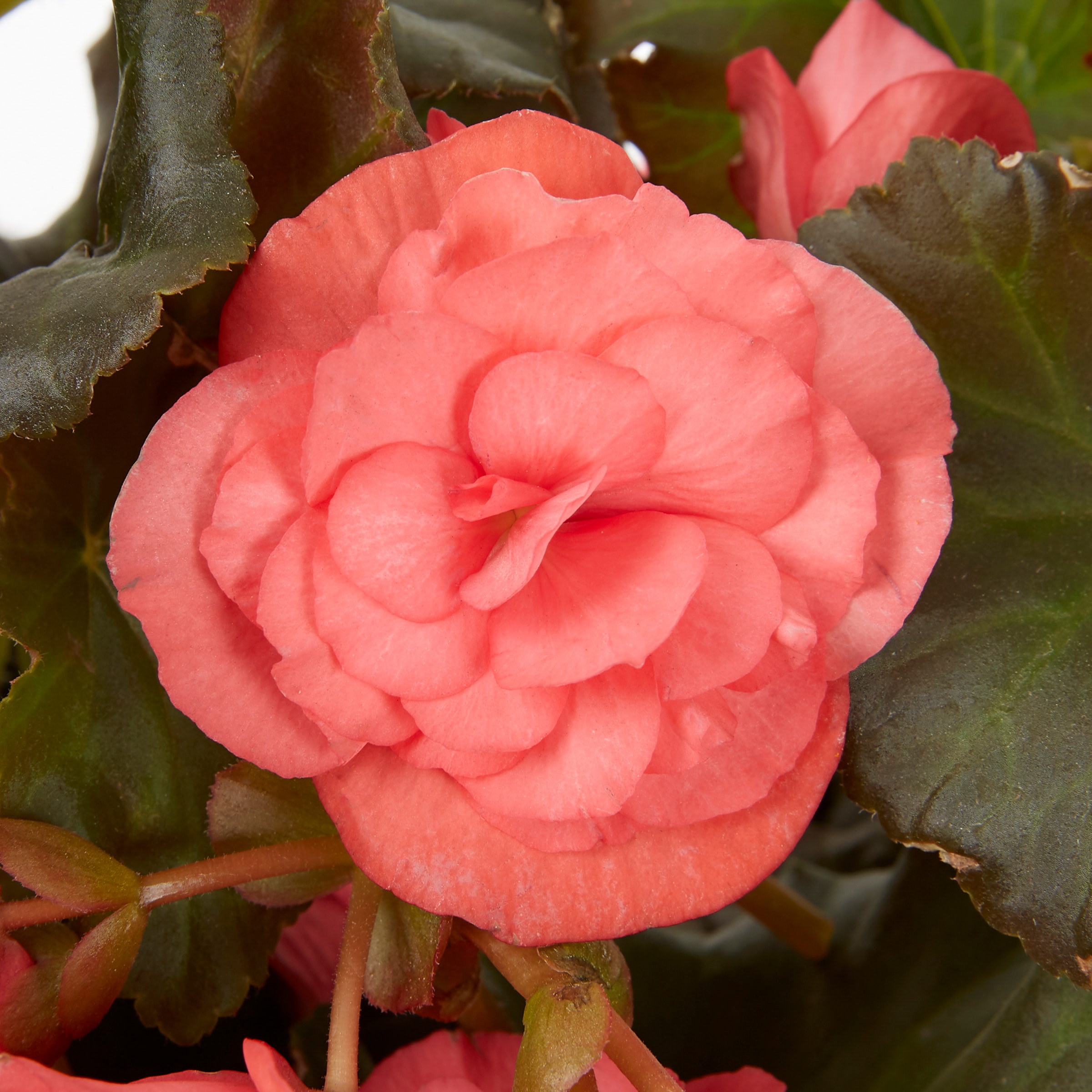 Lowe's 209461 annuals - View #6