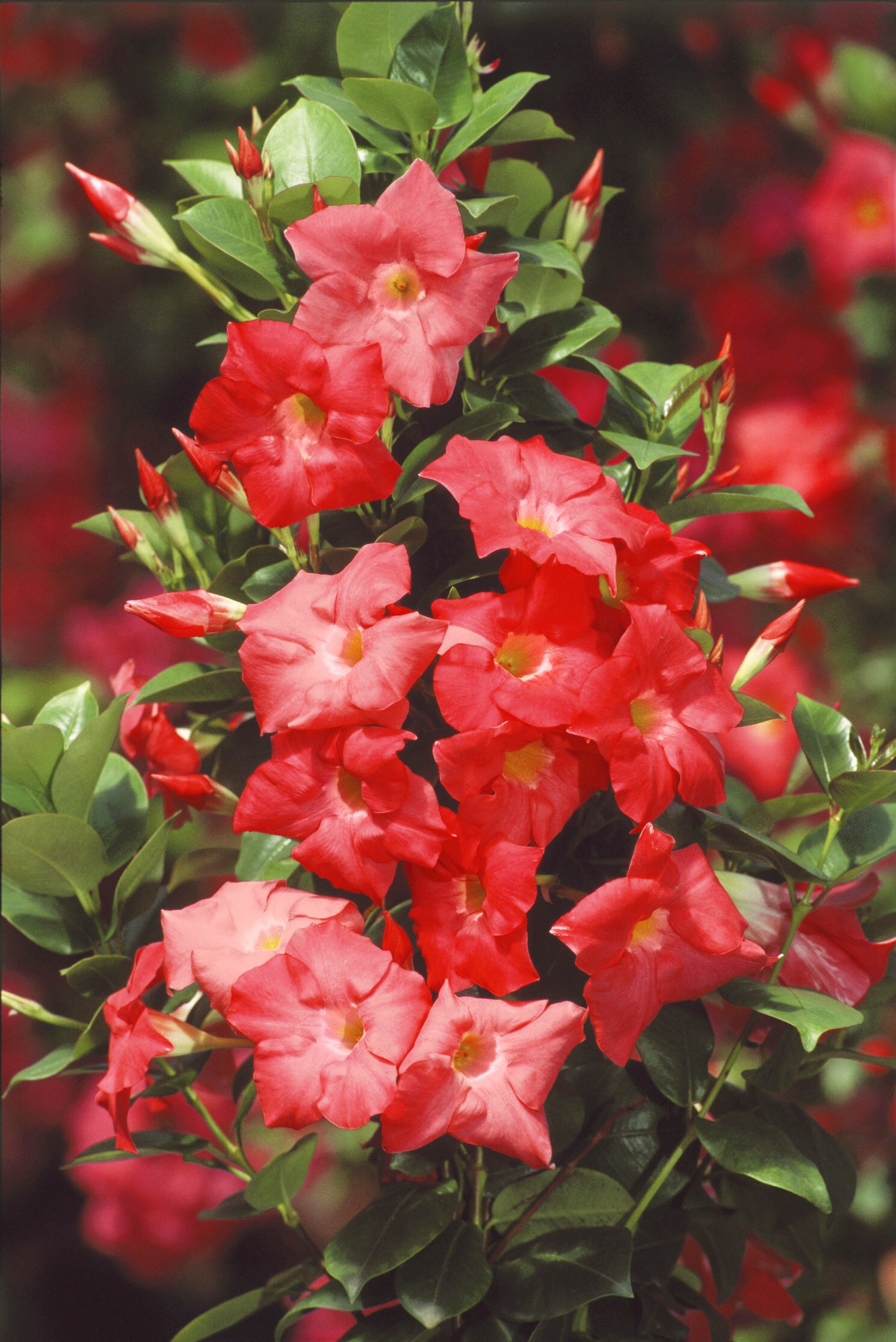 Lowe's Mandevilla in 1-Quart Pot in the Tropical Plants department at