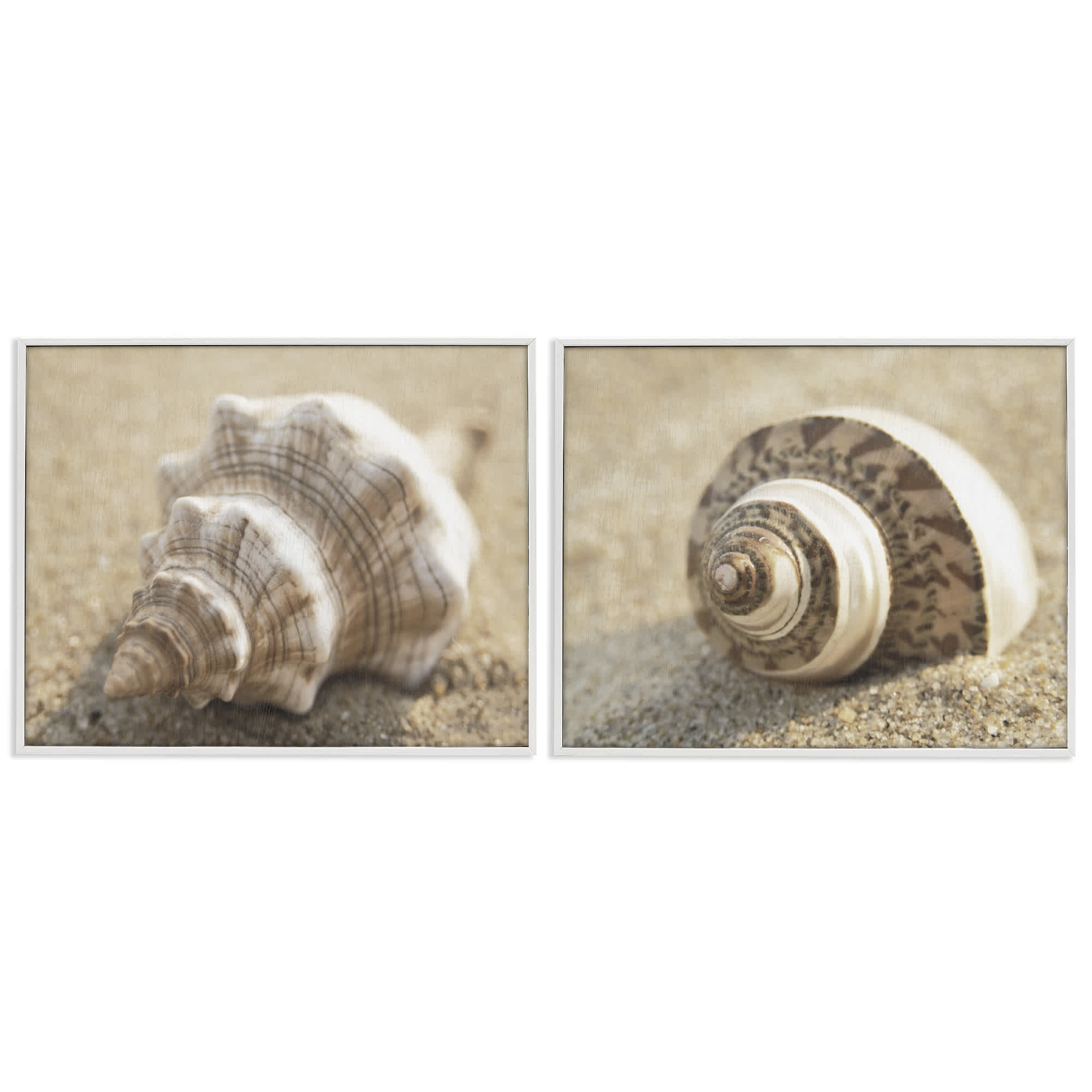 Stupell Industries B2-729-WFR-2PC-24X30 Neutral Tone Sea Life 2 Piece White Framed Giclee Art Set By Dora Rotondella 30 x 24