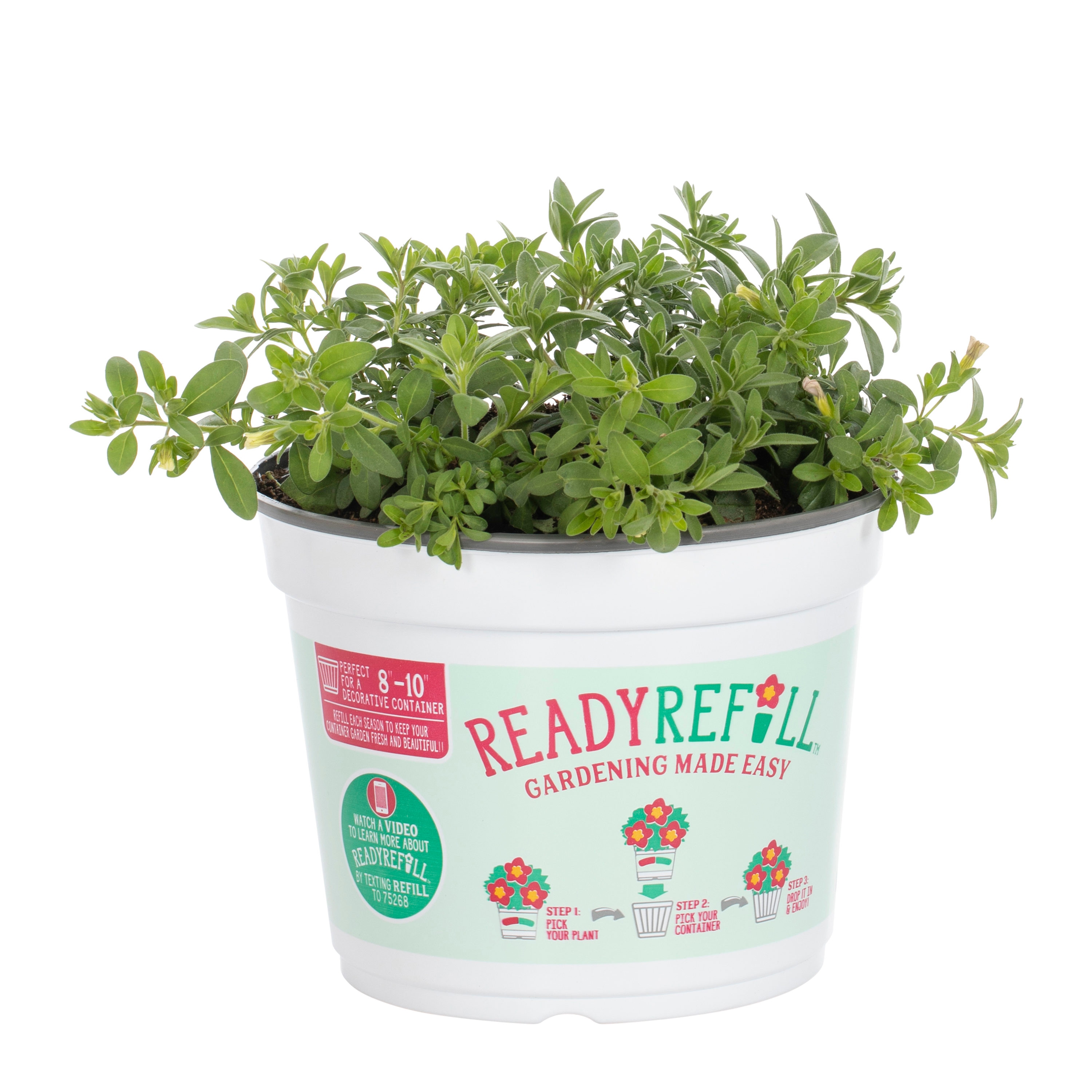 Ready Refill Multicolor Calibrachoa in 3-Quart Pot 2-Pack in the ...