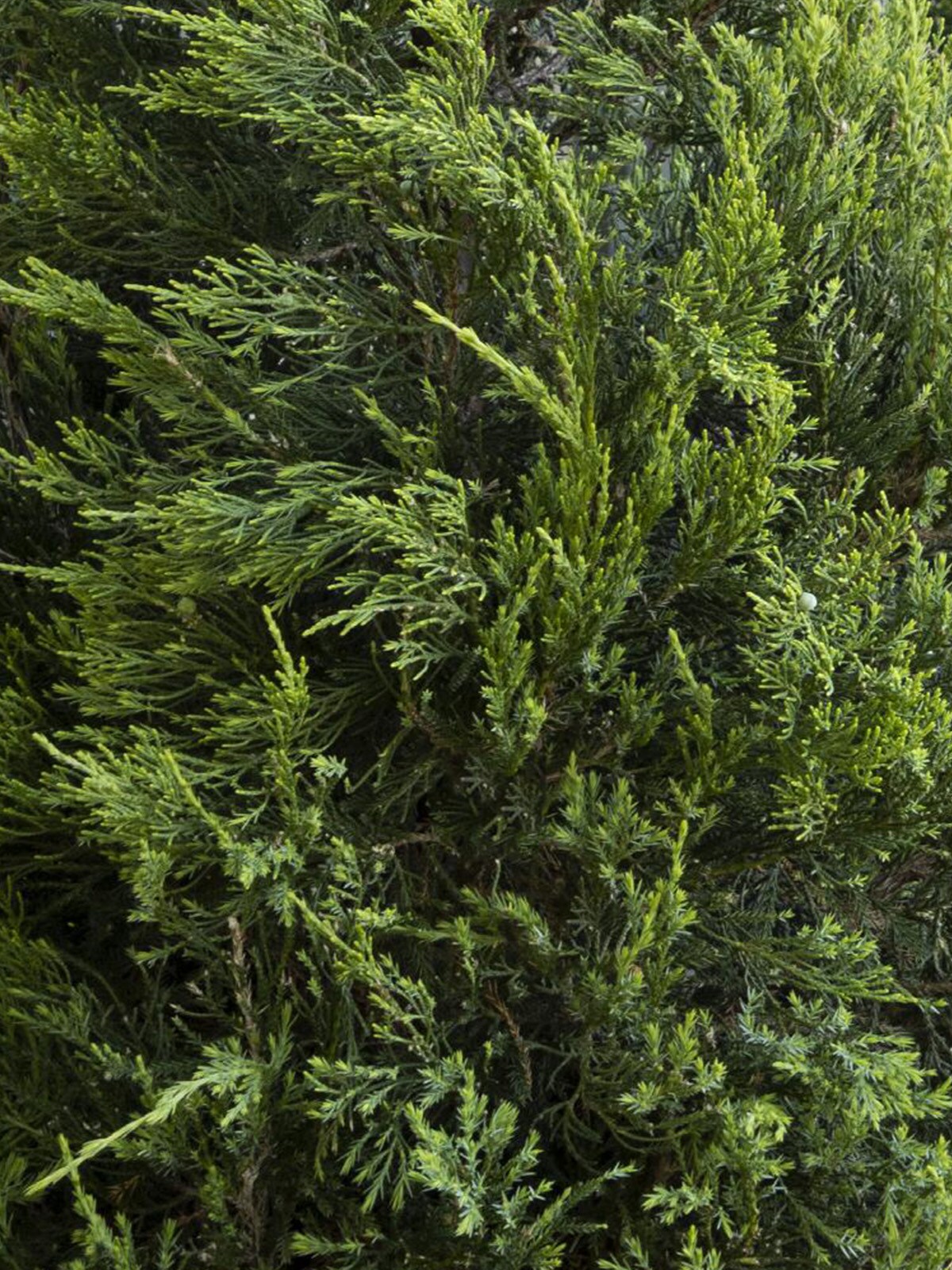 Southern Planters JUNHET01G trees - View #2