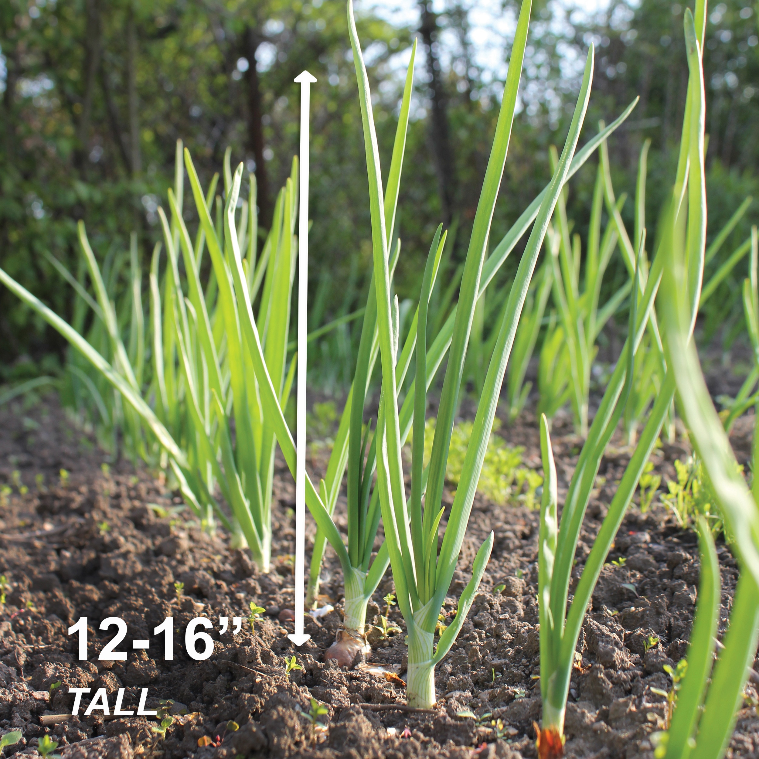 Garden State Bulb ECS-32-01-01 Vegetable-Herb-Seeds - View #6