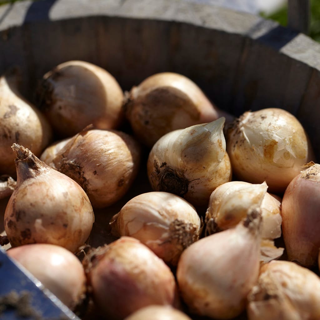 Van Zyverden 21402 Plant-Bulbs - View #3