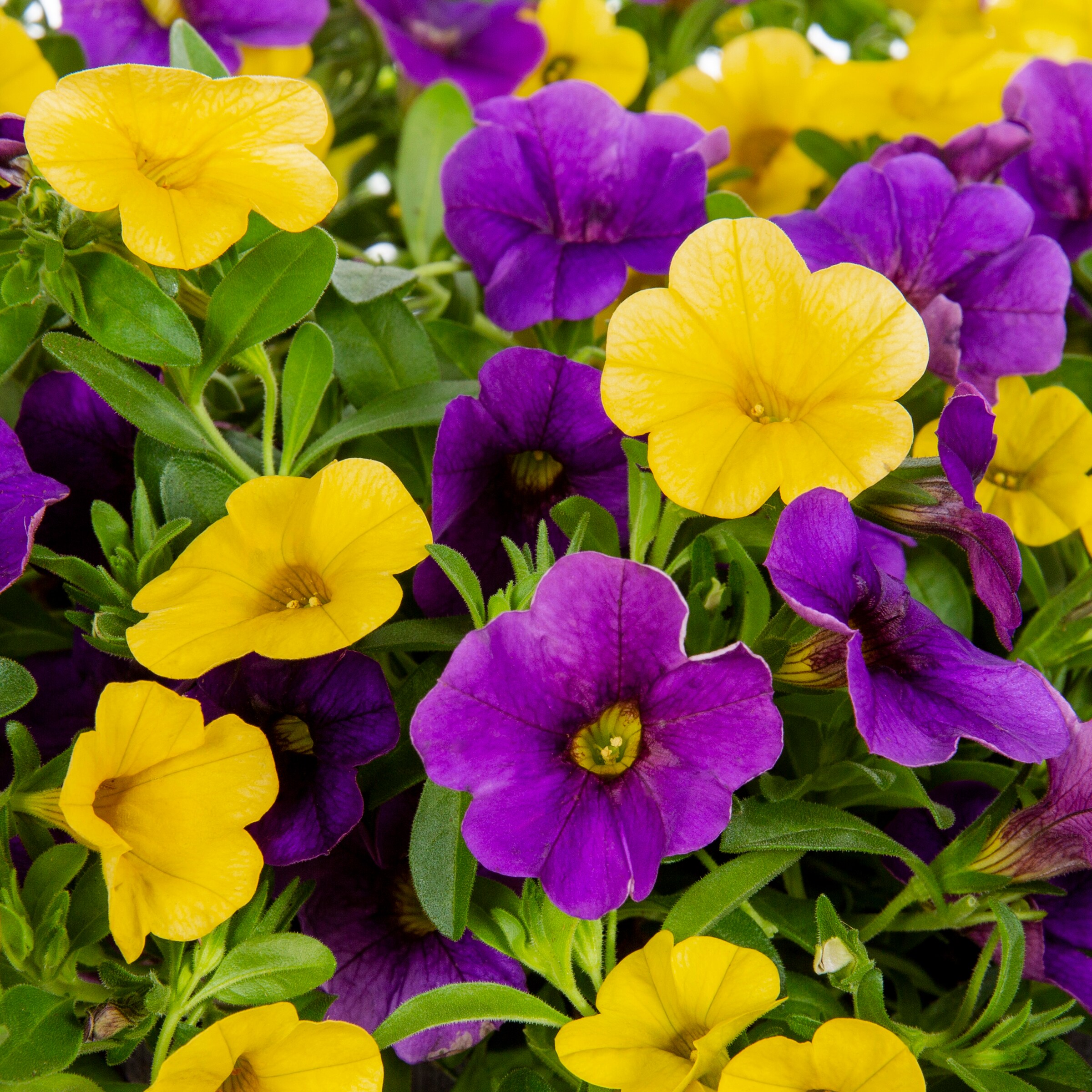 Lowe's Multicolor Calibrachoa in 1.15-Gallon (s) Planter in the Annuals ...