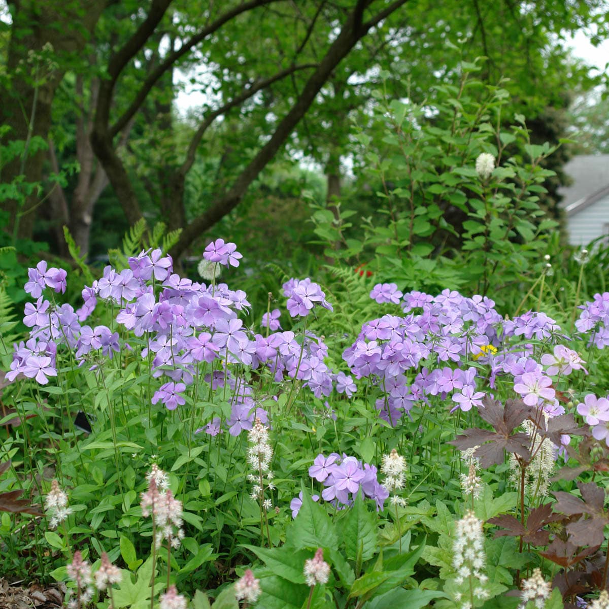 Spring Hill Nurseries 71364 perennials - View #2