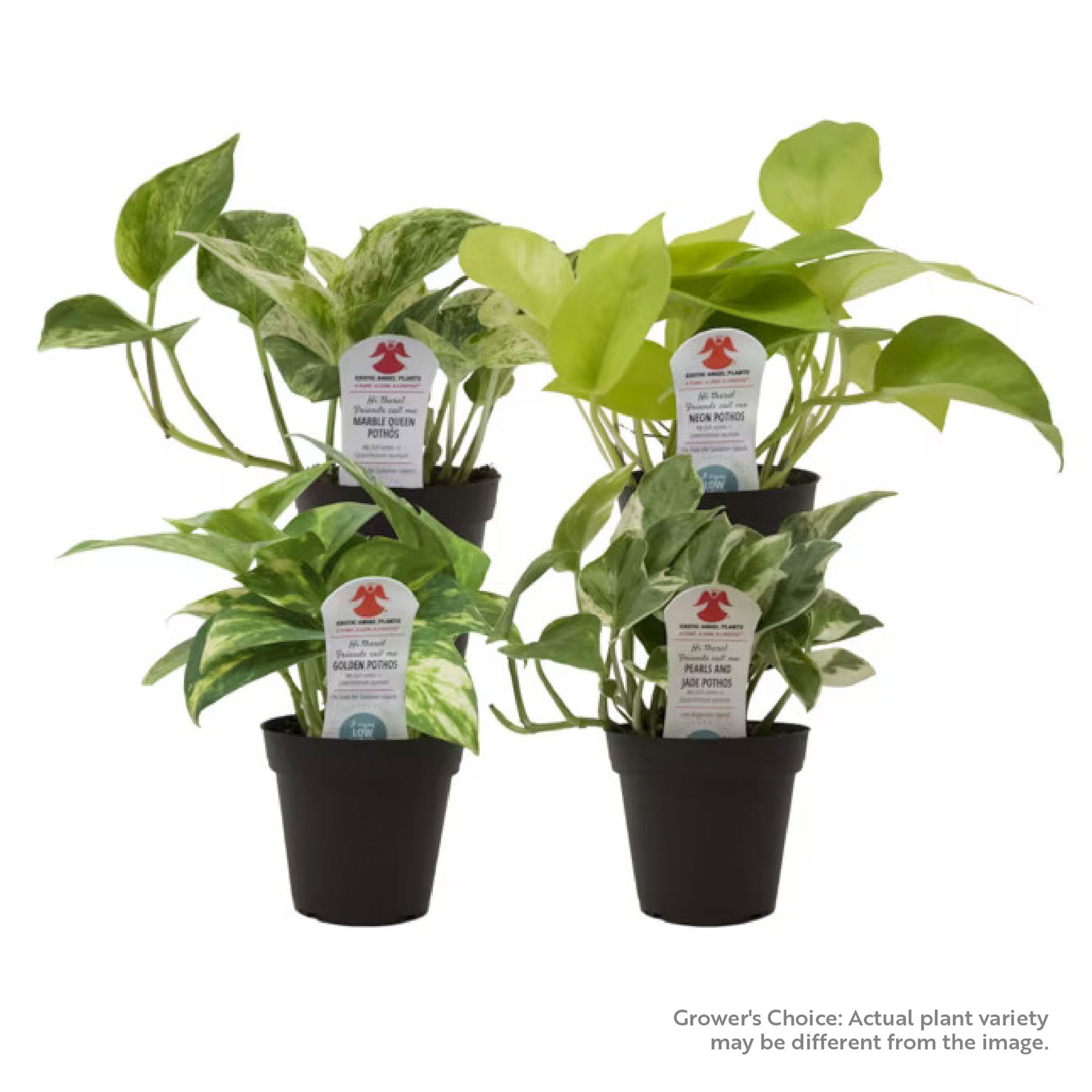 Costa Farms CO.3.8EAPT.1.GP.PK4 Grower's Choice Pothos Exotic Angels Clean Air House plant in 3.8 Inch(es) Pot 4.0 -Pack