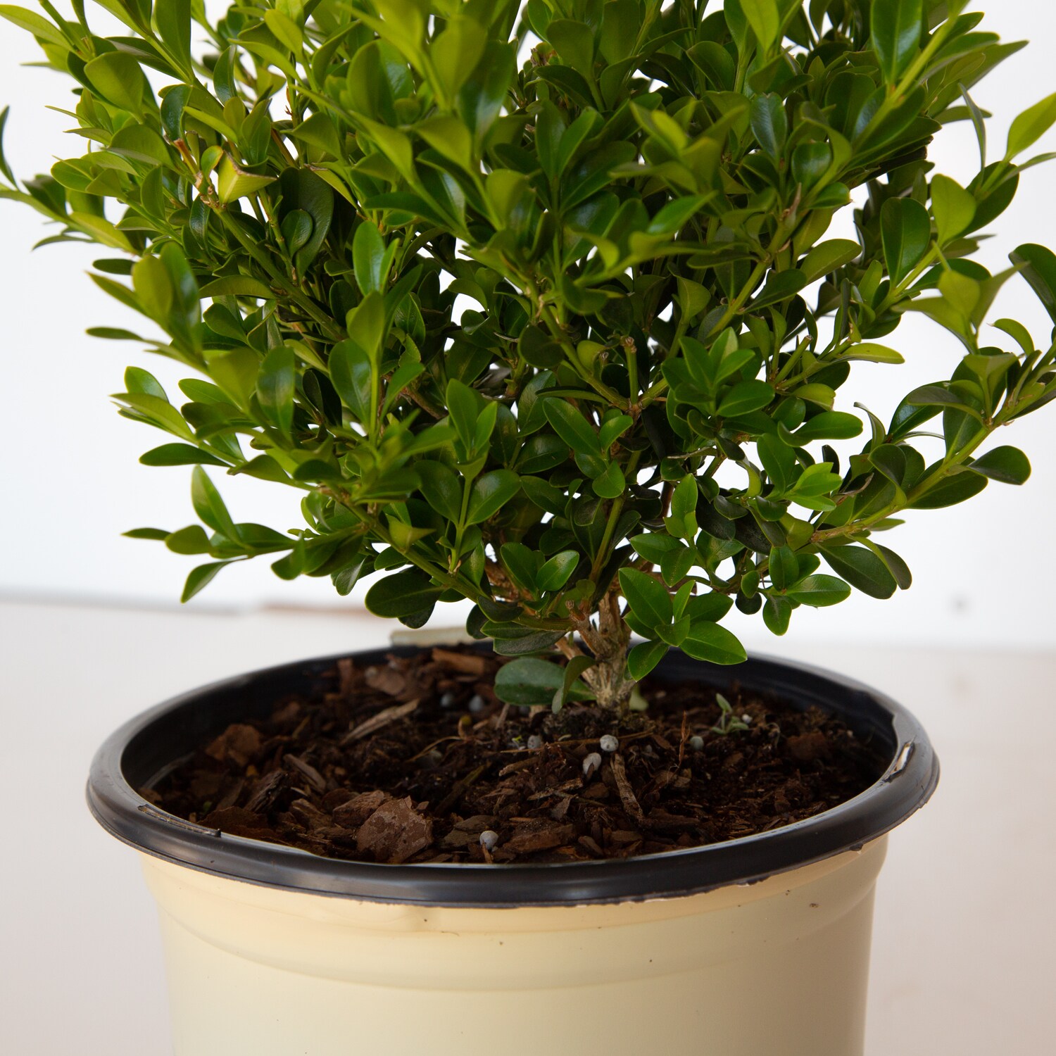 Better BOXWOOD 9066Q-1 shrubs - View #6