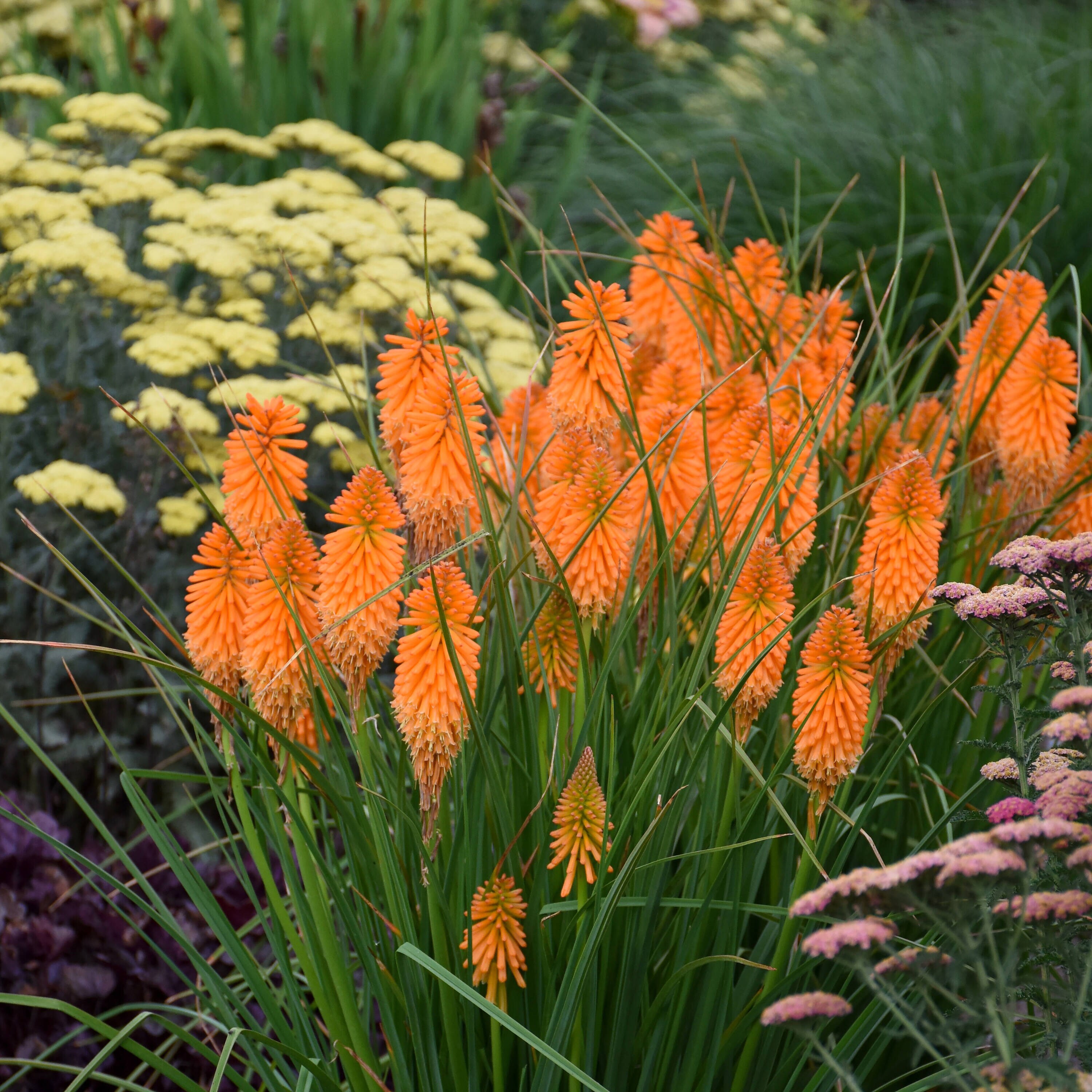 Proven Winners Orange Pyromania 'orange Blaze' Red Hot Poker Plant In 1 