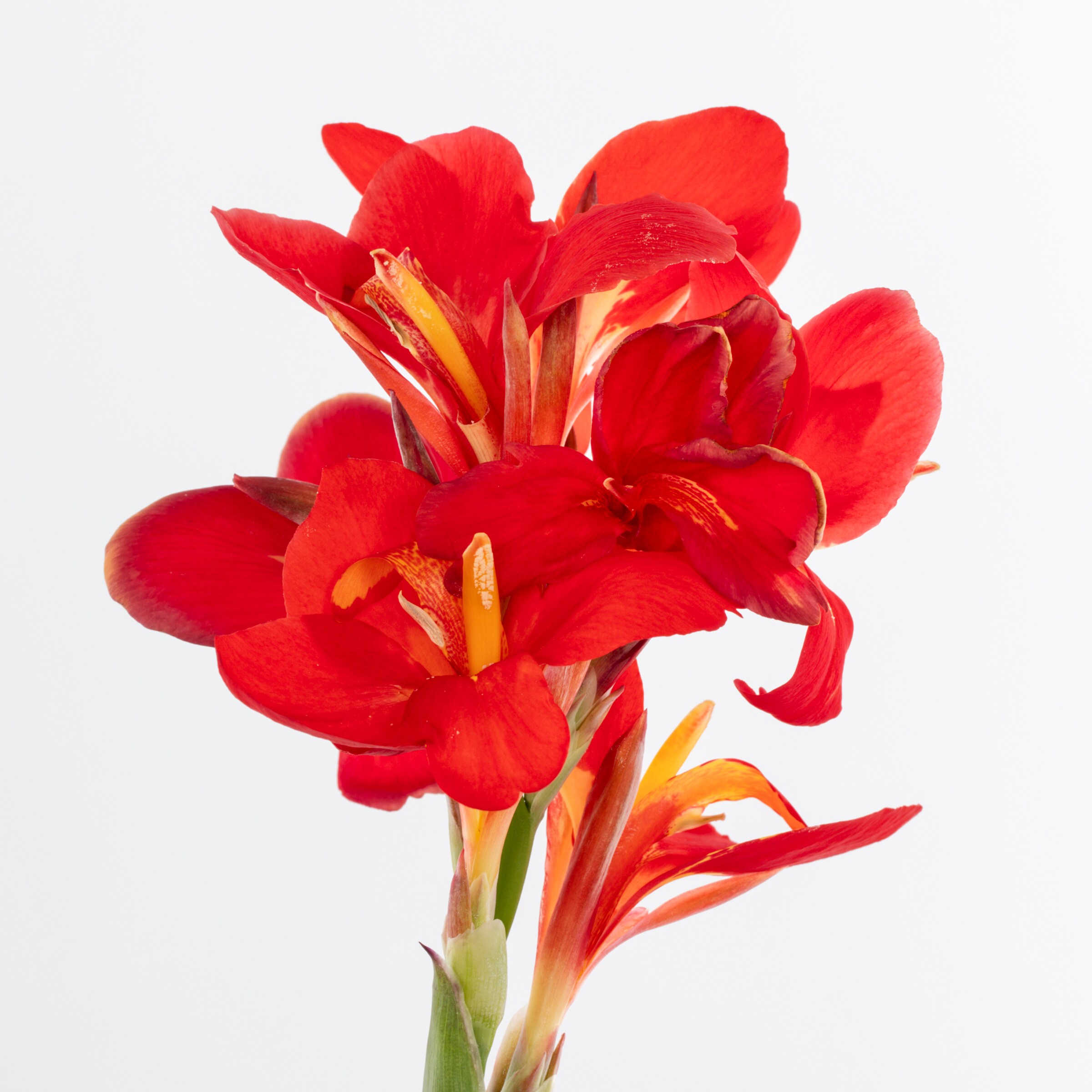 Monrovia 79152 annuals - View #2