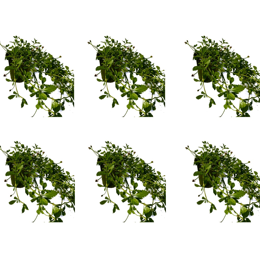 Runesay HBPLANT-09 Multicolor Turkey Tangle Frogfruit House plant in 6 Pack Pot 1 -Pack