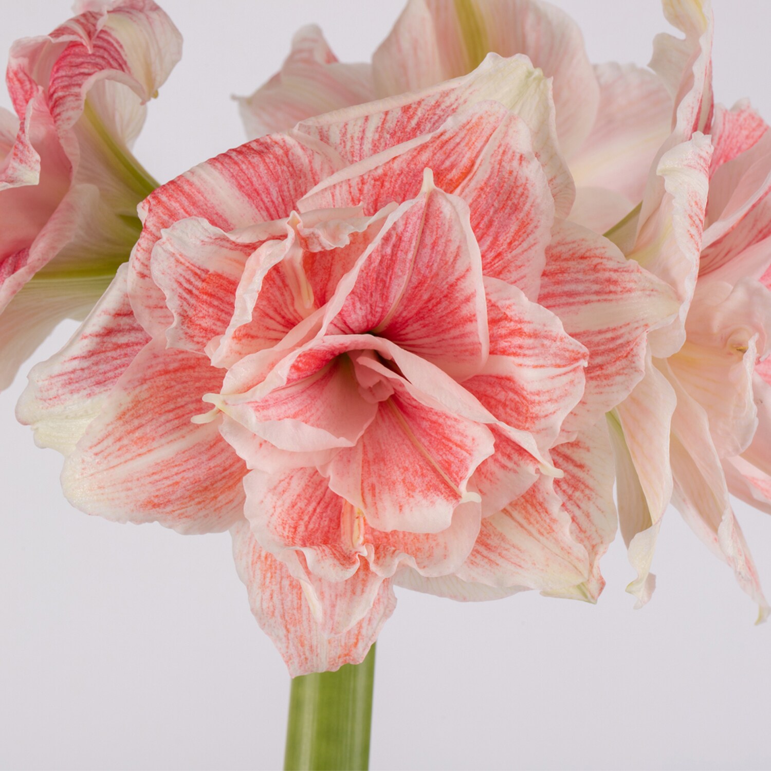 Van Zyverden 88414 Plant-Bulbs - View #6