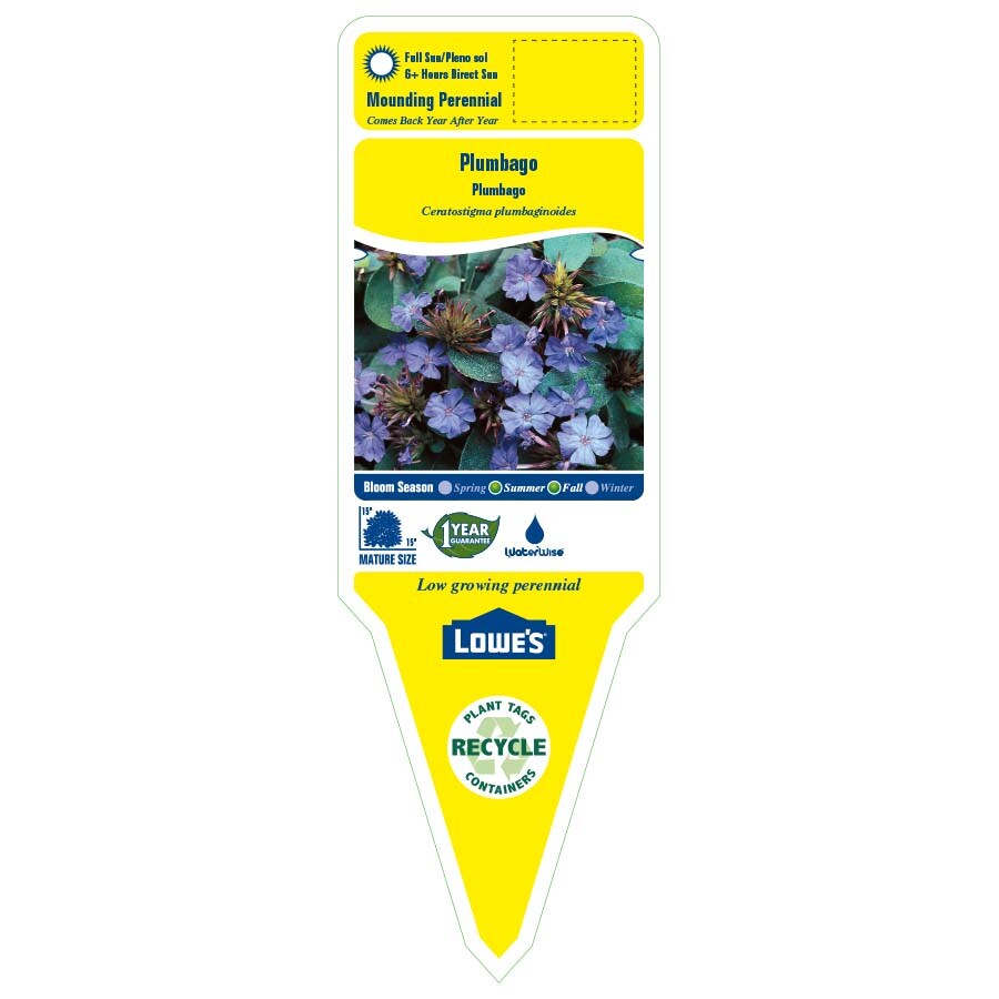Lowe's NURSERY perennials - View #2