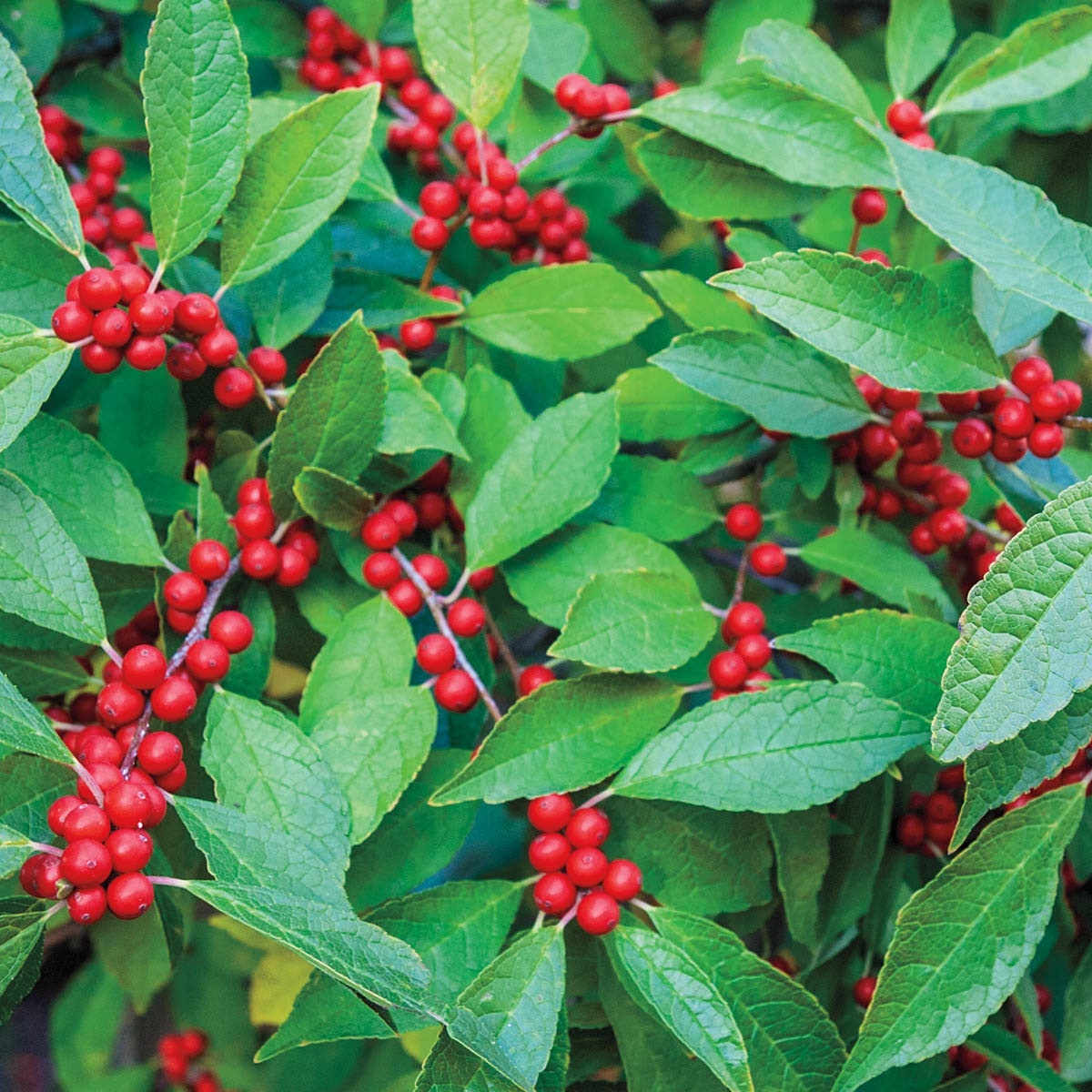 Winter Red Winterberry White Shrubs Near Me at Lowes.com