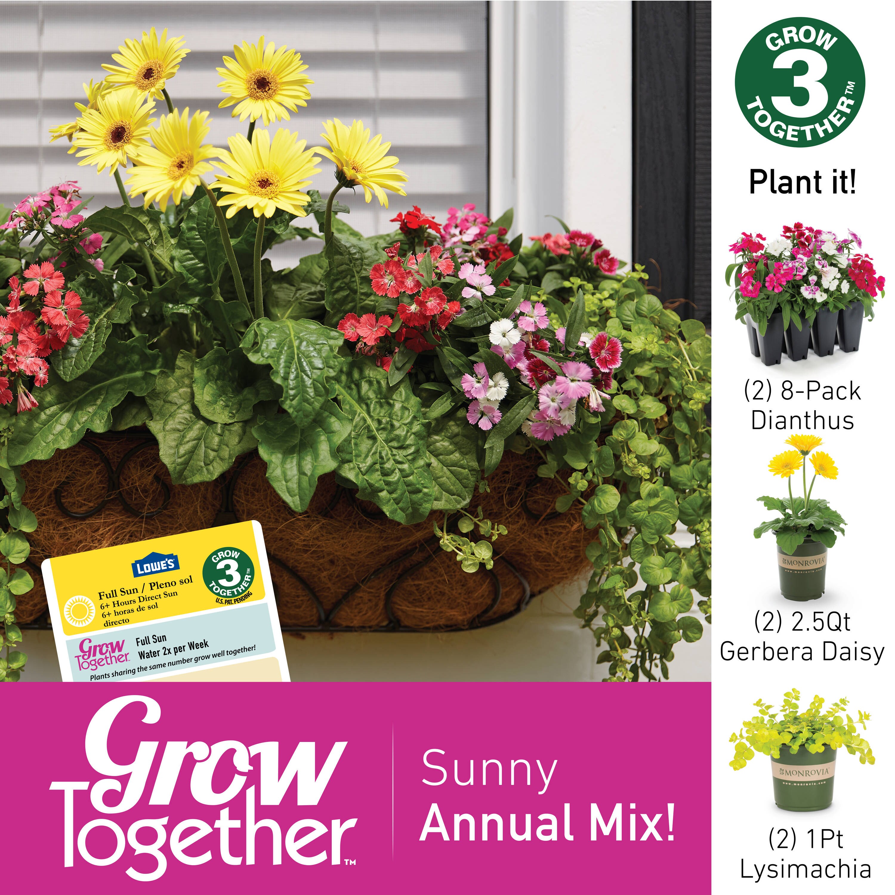 Lowe's Multicolor Dianthus in 8-Pack Tray in the Annuals department at ...