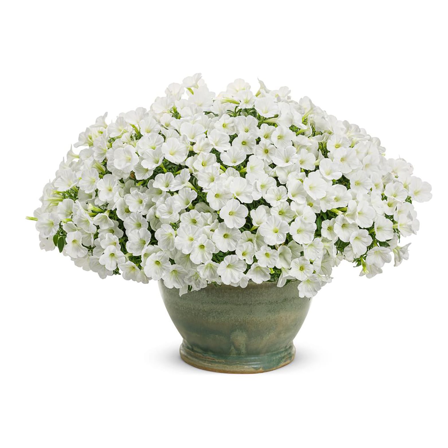 Proven Winners SUPPRW6017504 annuals - View #7