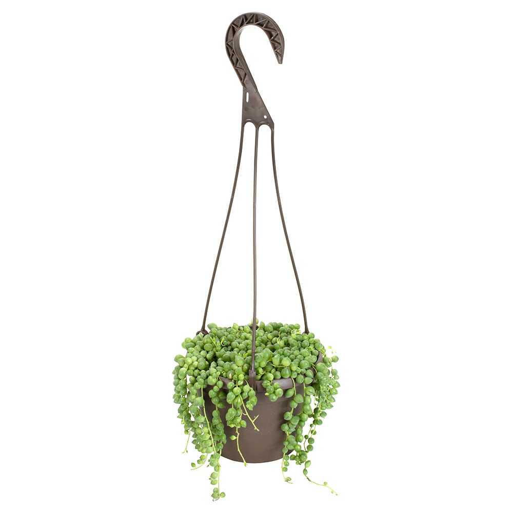 Nearly Natural Indoor String of Pearl Artificial Plant Hanging Basket