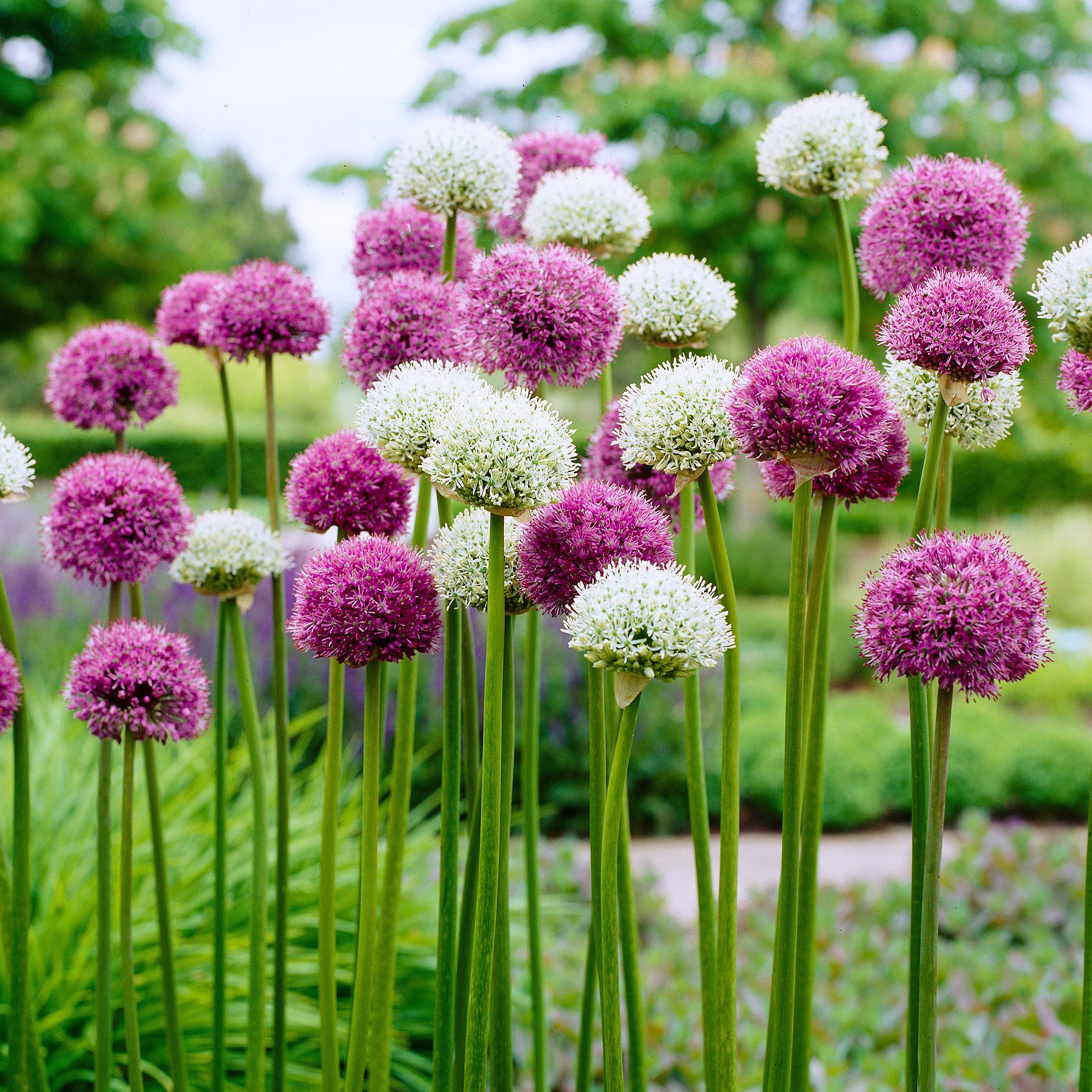 Wild About Mixed Allium Plants, Bulbs & Seeds at Lowes.com