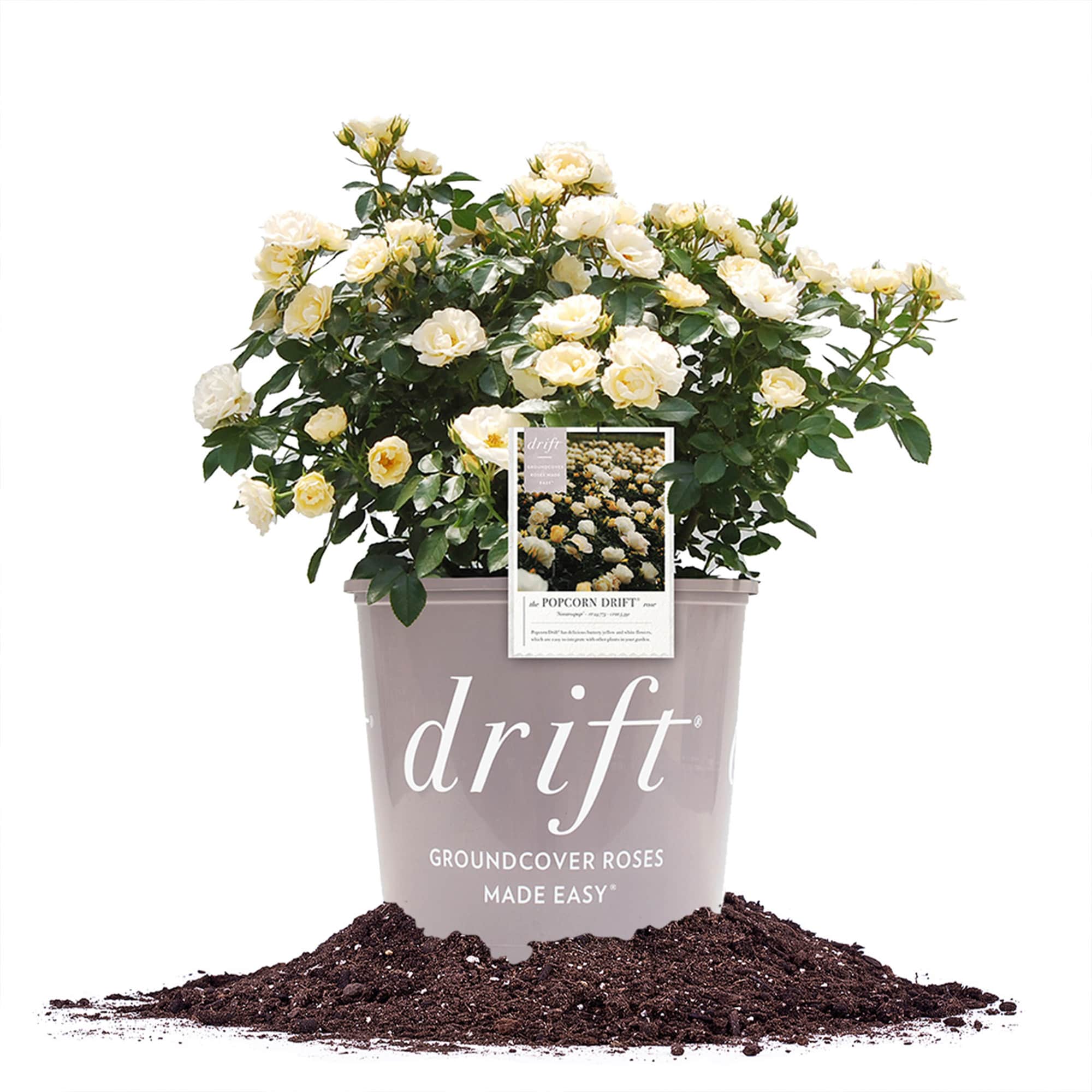 Perfect Plants LOPOPCORNDRIFTROSE3G Yellow Popcorn Drift Rose 3 -Gallon 1 -Pack in Pot