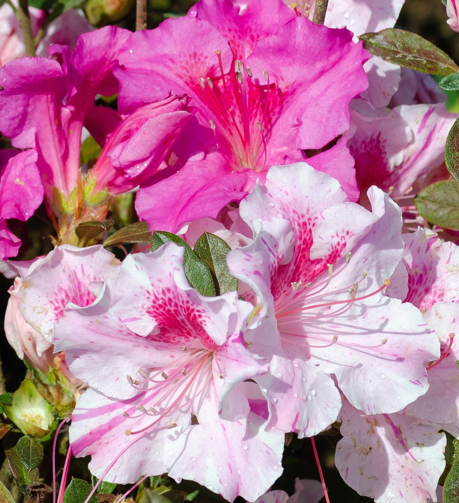 Encore Azalea 80561-2 shrubs - View #9