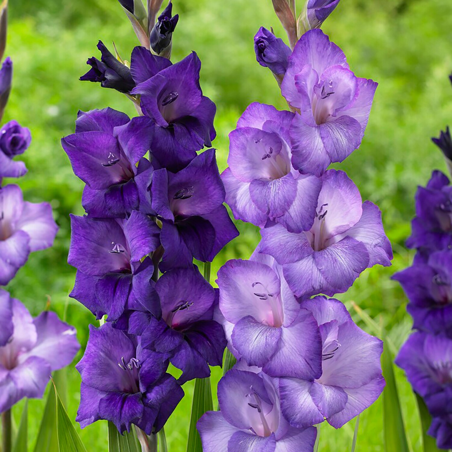 Van Zyverden 84520 Multicolor Gladiolus Cyan Blend Bulbs 25 Count