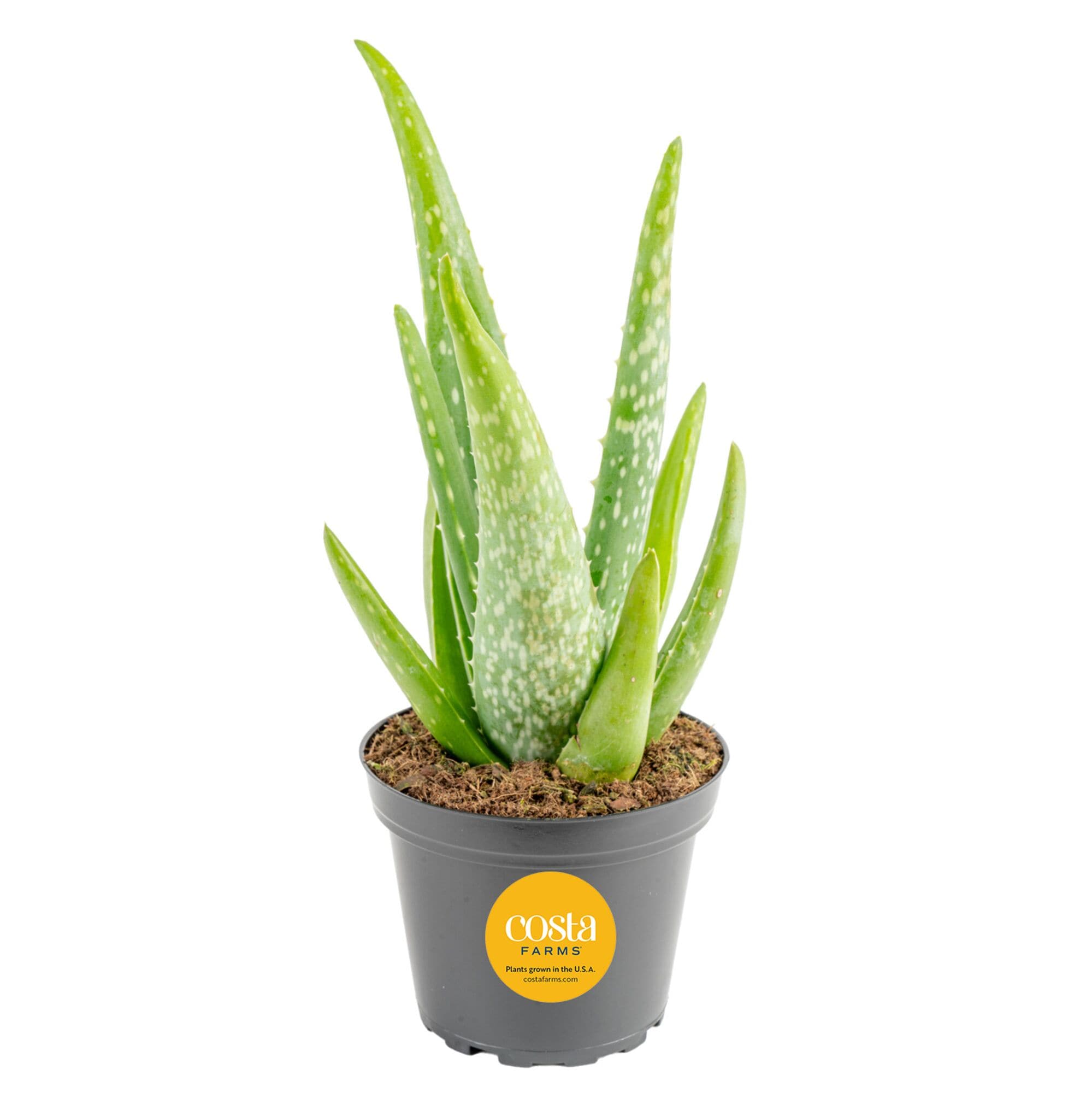 Succulents Light Requirements Part sun