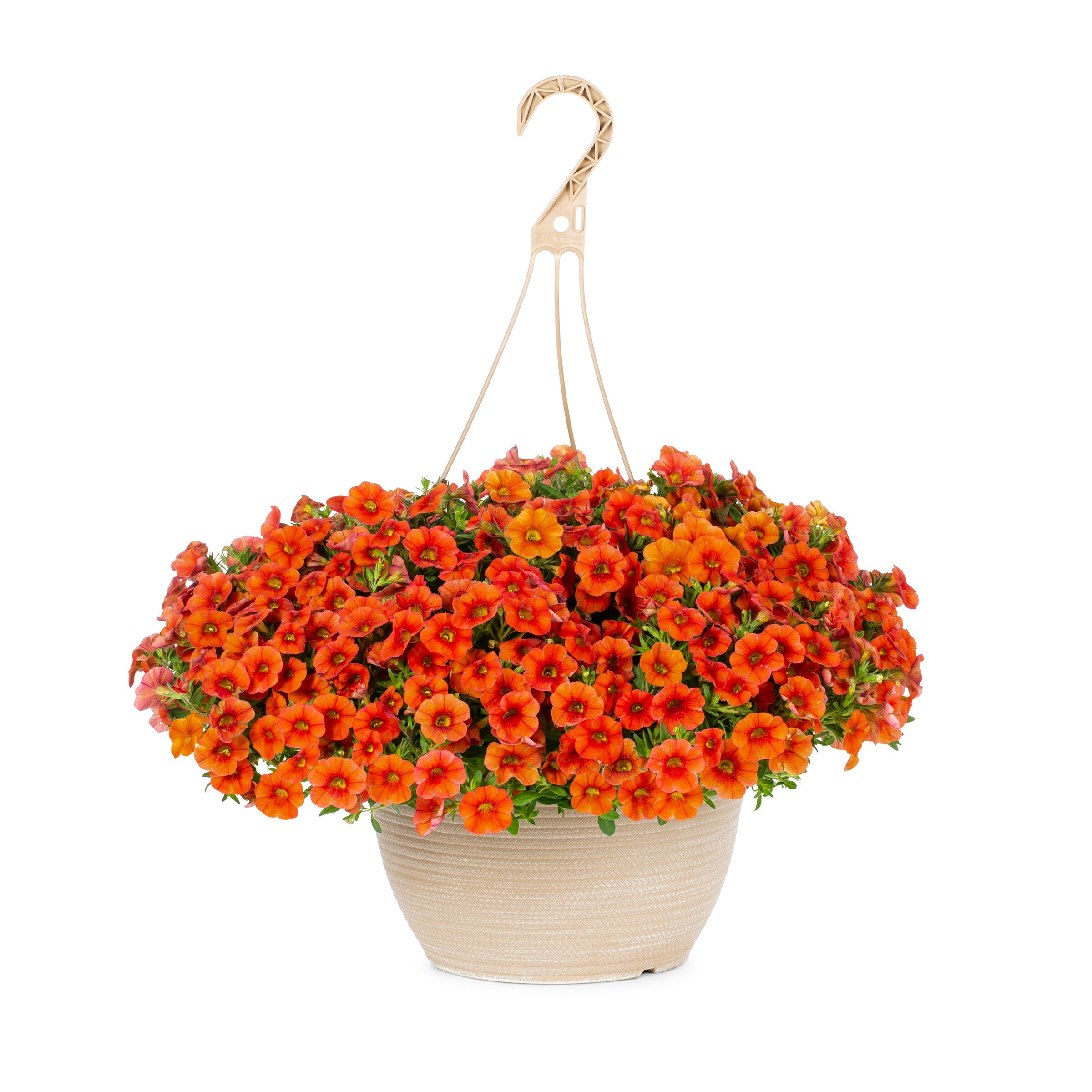 Lowe's 411865 annuals - View #7
