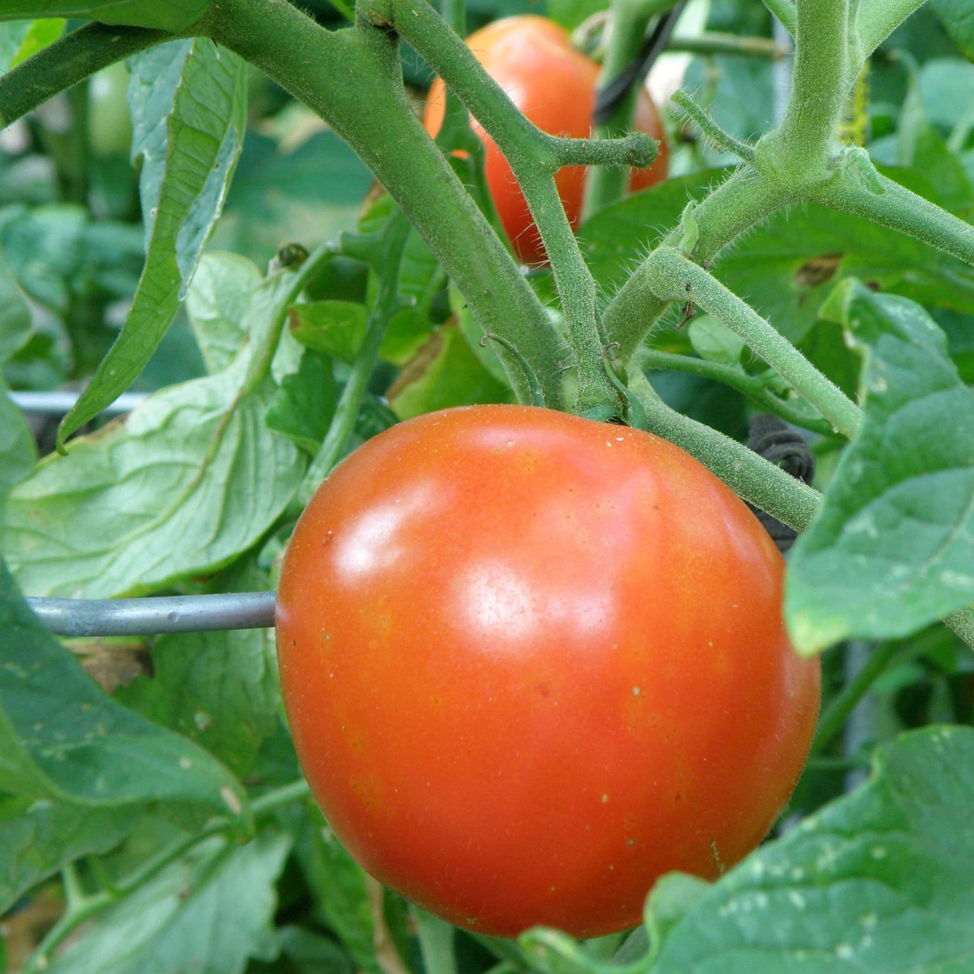 Bonnie Plants 16-331069 Vegetable-Plants - View #8