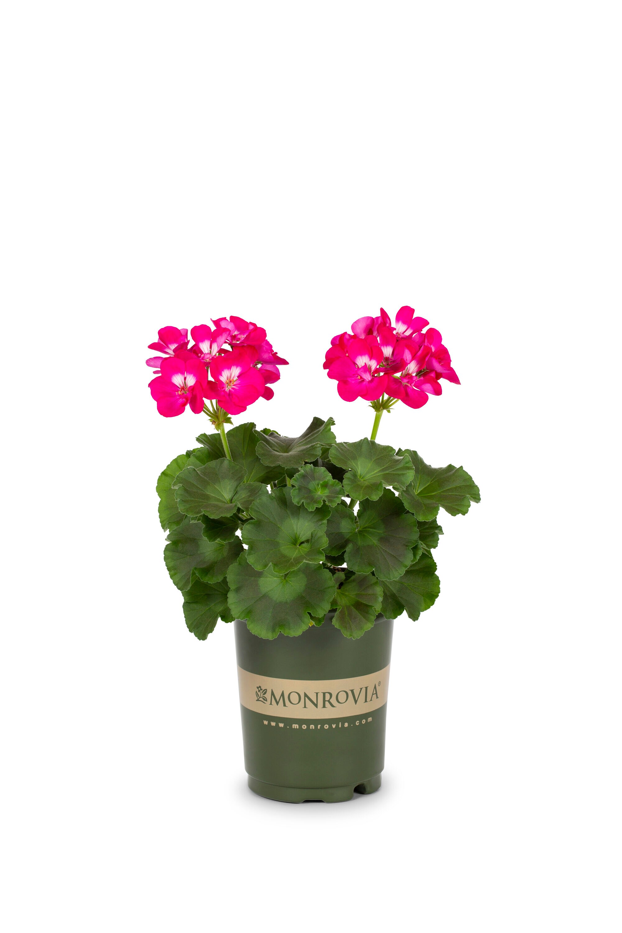 Monrovia Pink Geranium in 1-Quart Pot 5-Pack in the Annuals department ...