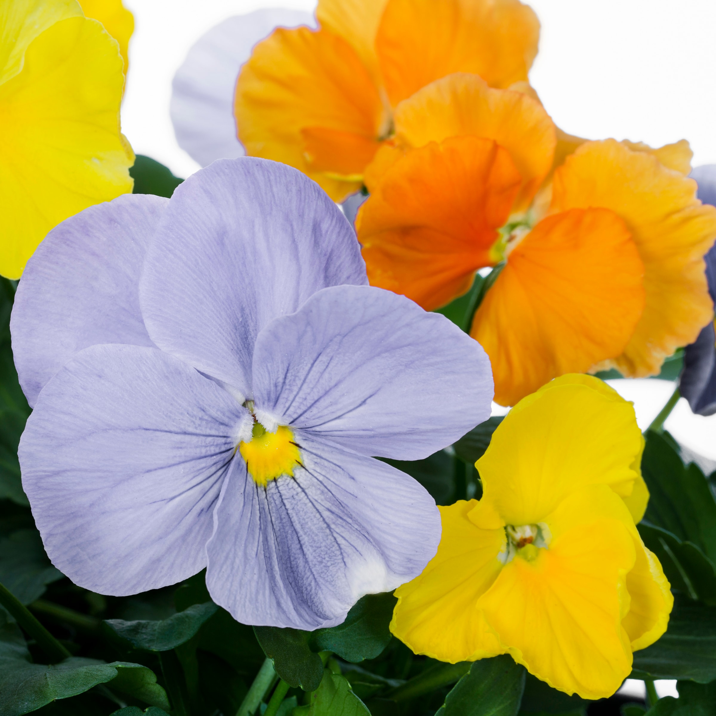 Ready Refill NURSERY annuals - View #2