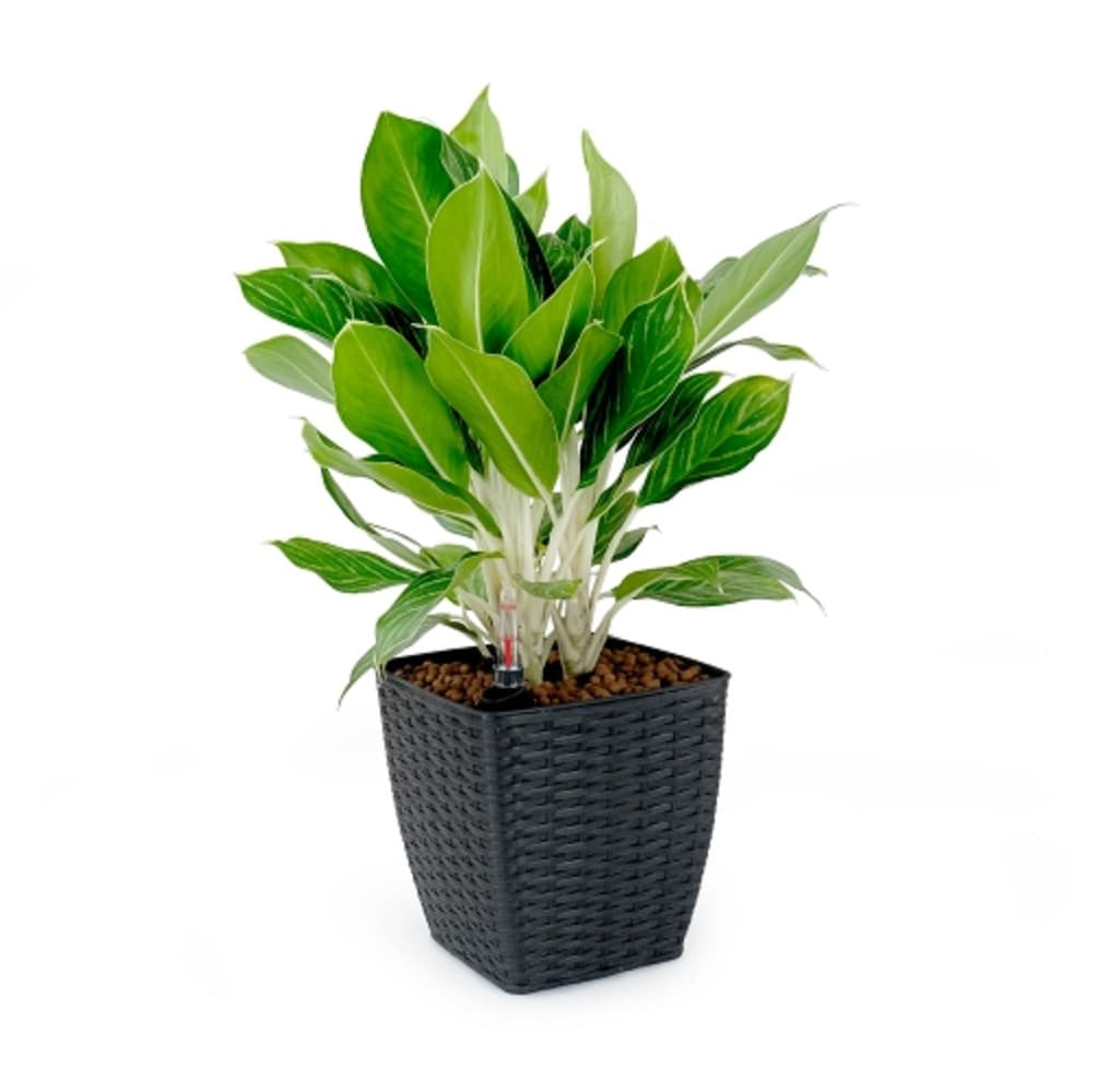 ZAKLOOP WUB046P144632 Planter-Window-Box - View #3