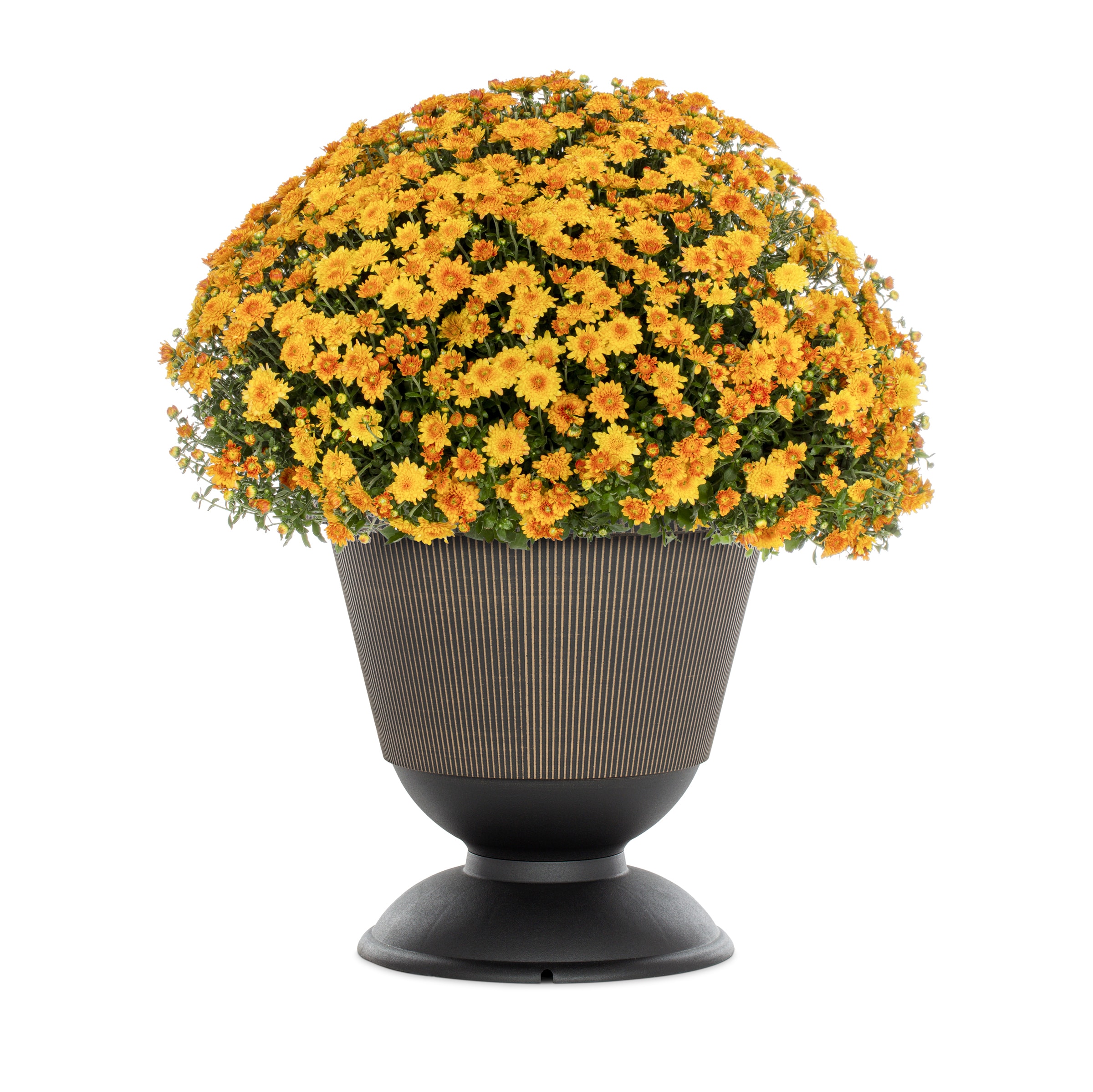 Lowe's NURSERY Orange Mum in 2.5 Gallon(s) Planter 1 -Pack