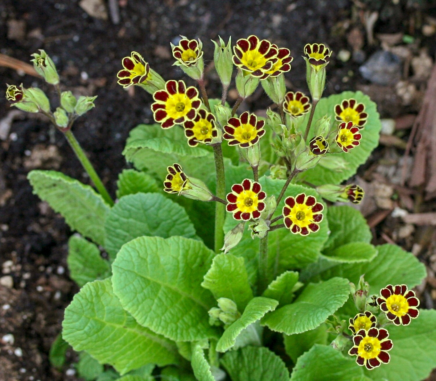 Spring Hill Nurseries 87687 perennials - View #3