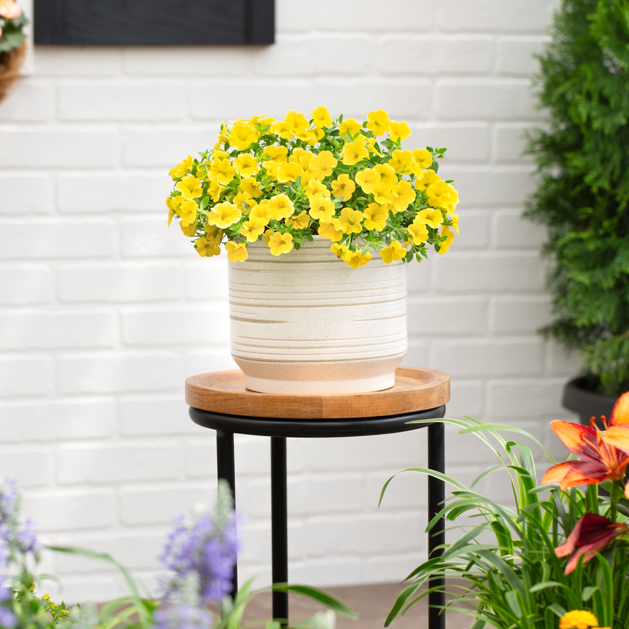 Monrovia 4815 annuals - View #3
