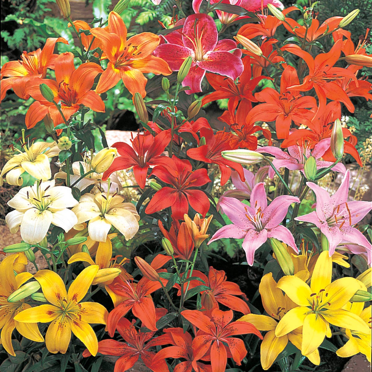 Direct Gardening 97178 Multicolor Flowering Asiatic Lily Dormant Bulbs 3 Count