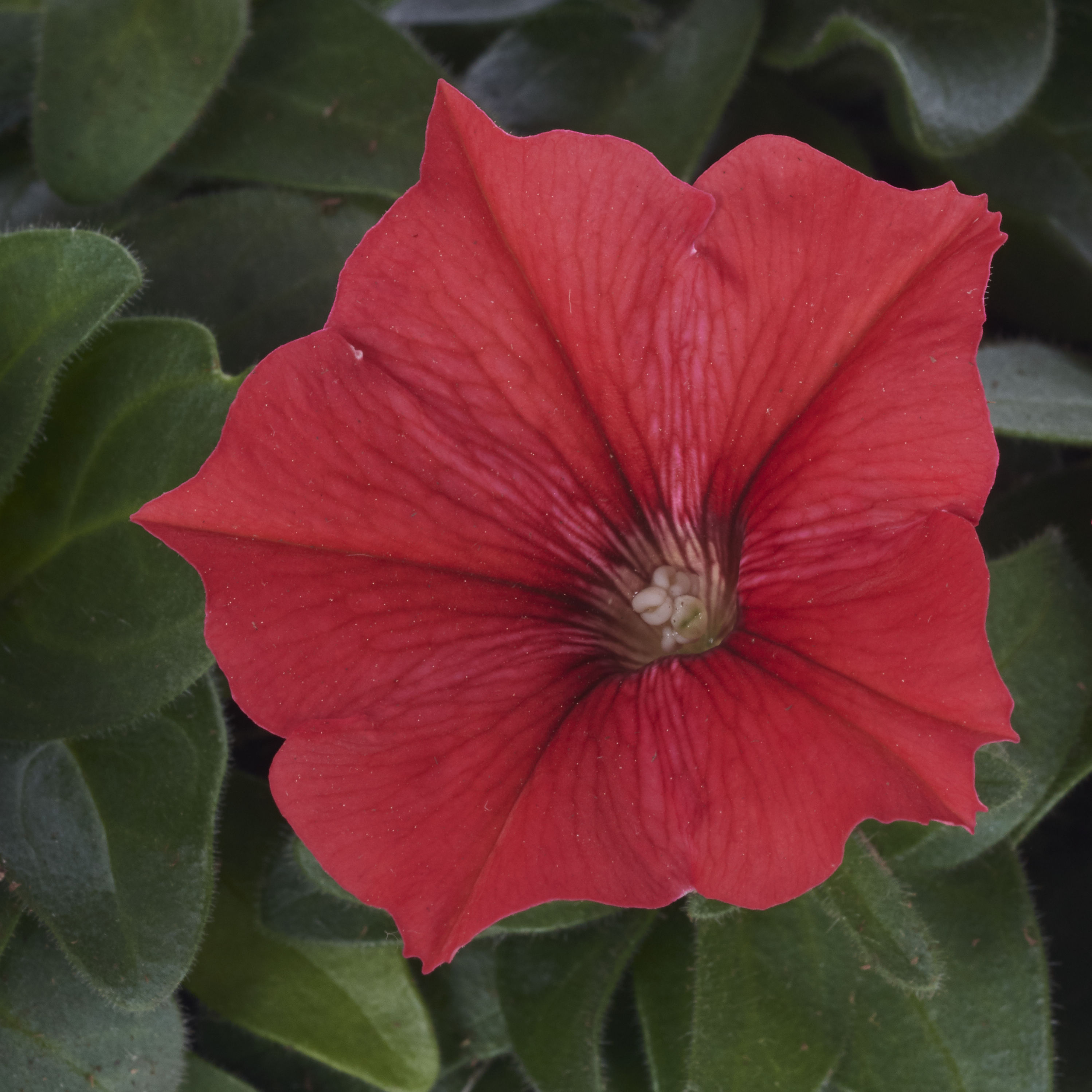 Lowe's NURSERY annuals - View #12