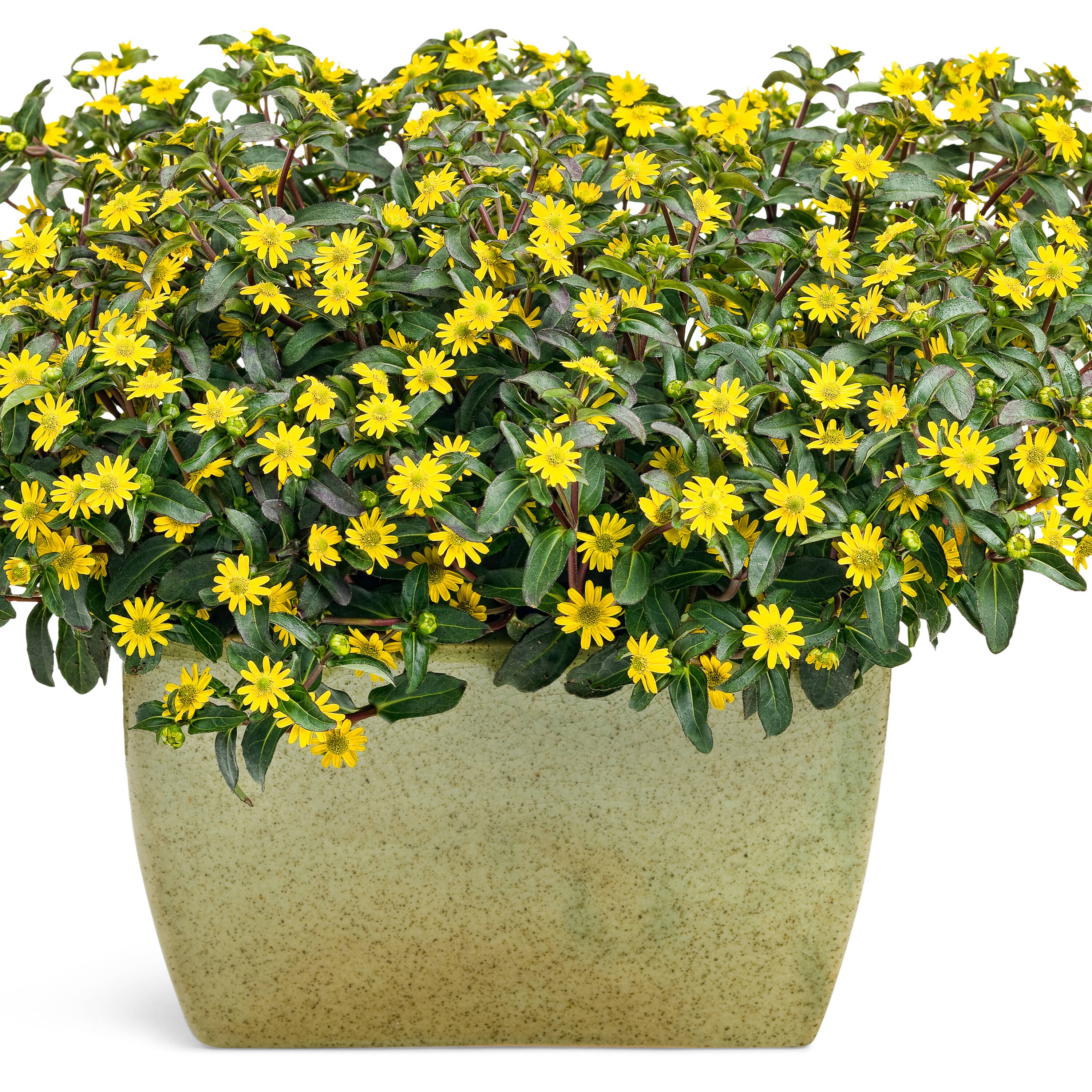 Proven Winners SNVPRW1017504 annuals - View #5