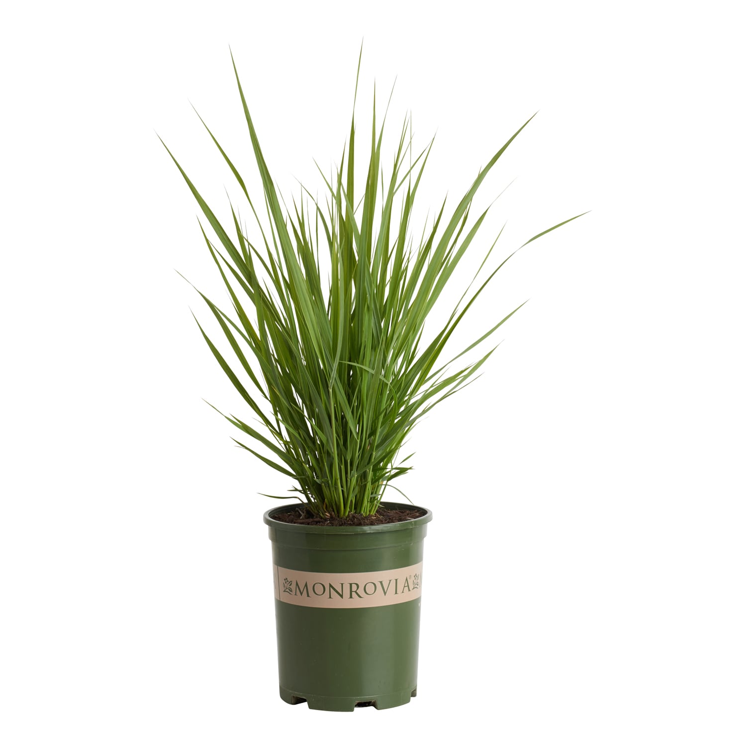 Monrovia 2.6 -Quart Yellow Grass Northwind Switch 1 -Pack - Low Maintenance